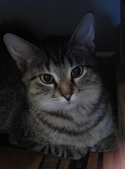 Star, Adoptable, Adult Female Domestic Short Hair & Domestic Short Hair.