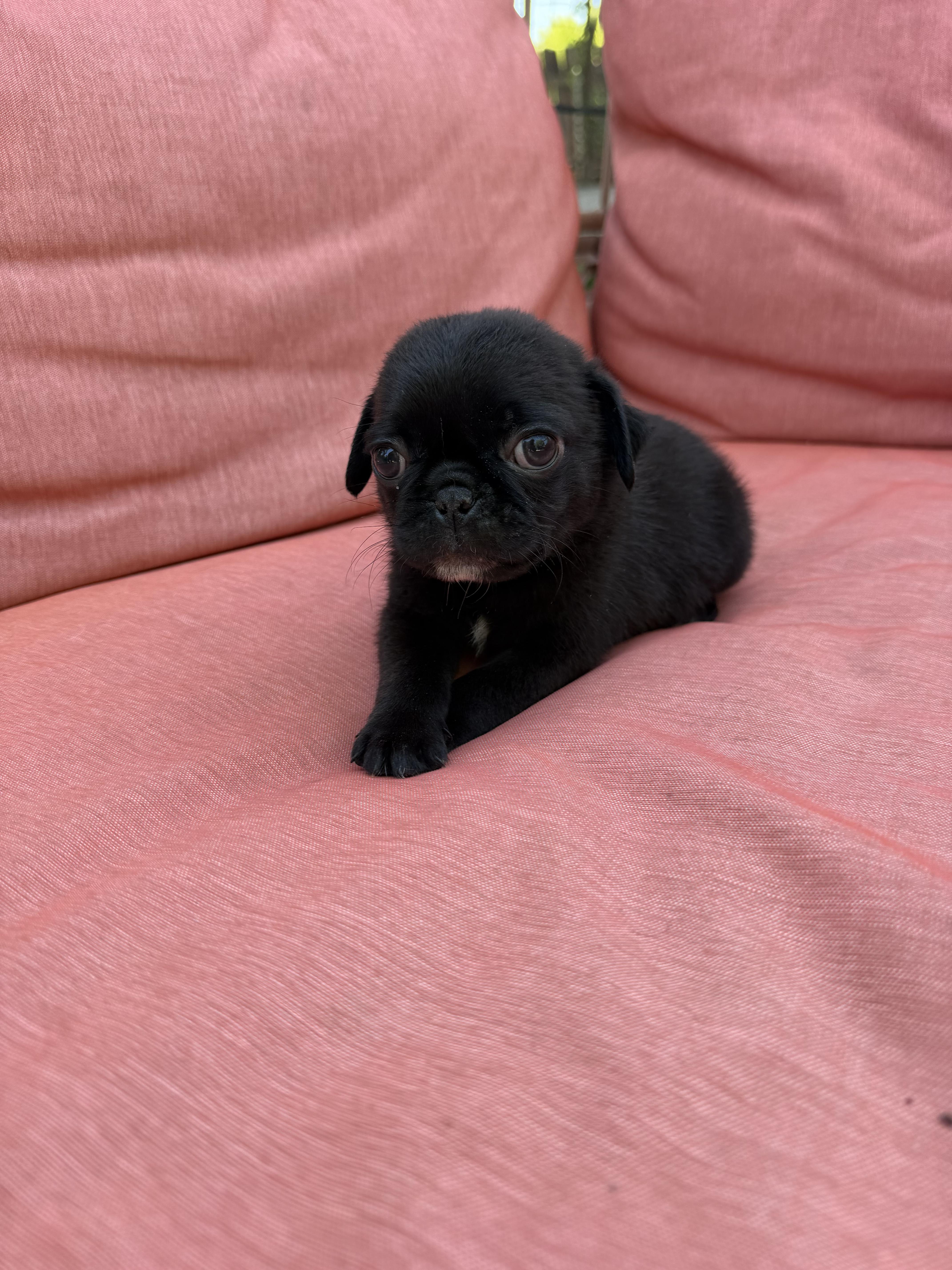 Enlarge Nugget, an adopted Pug in Redlands , CA image 3/4