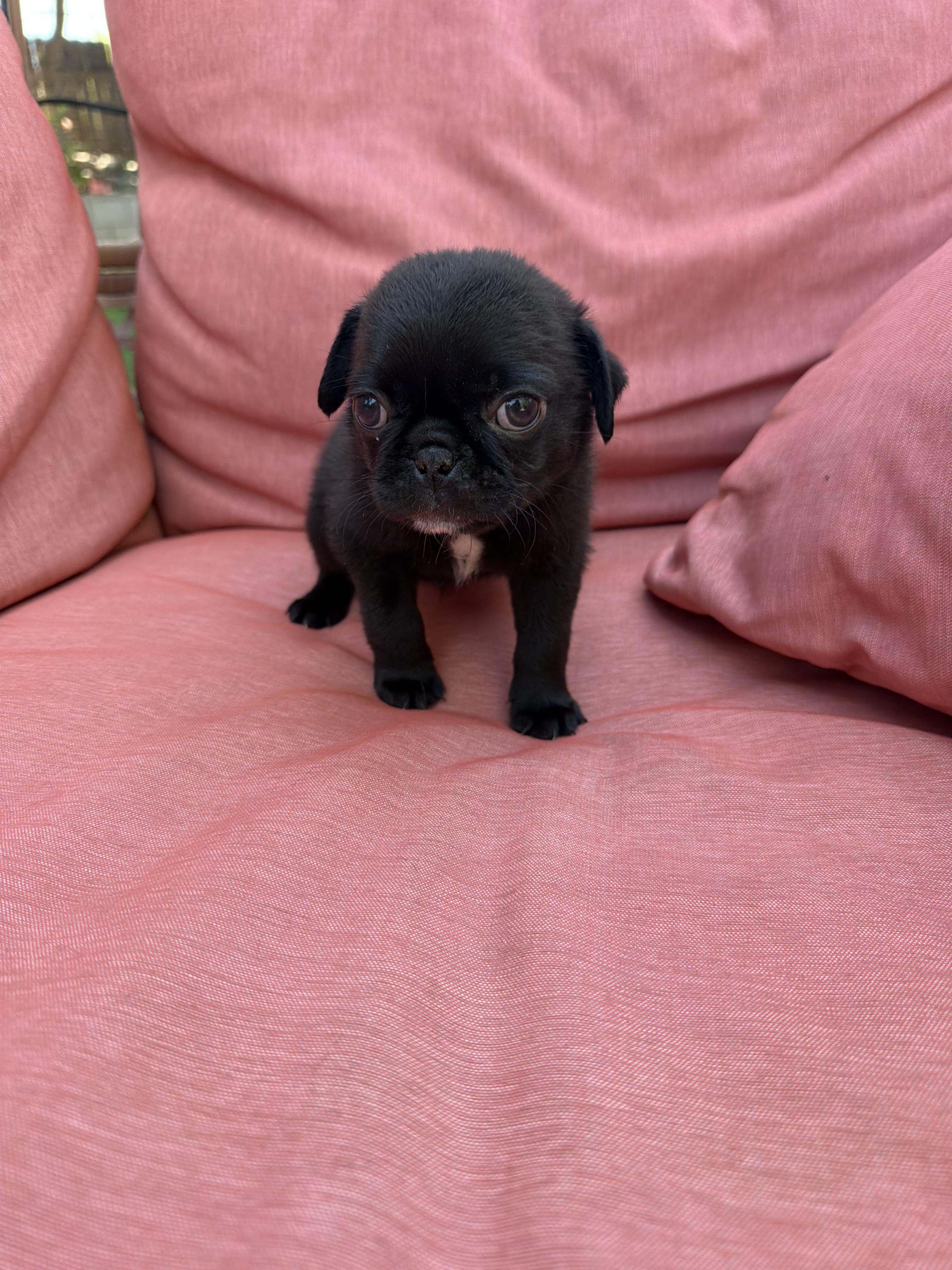 Enlarge Nugget, an adopted Pug in Redlands , CA image 4/4