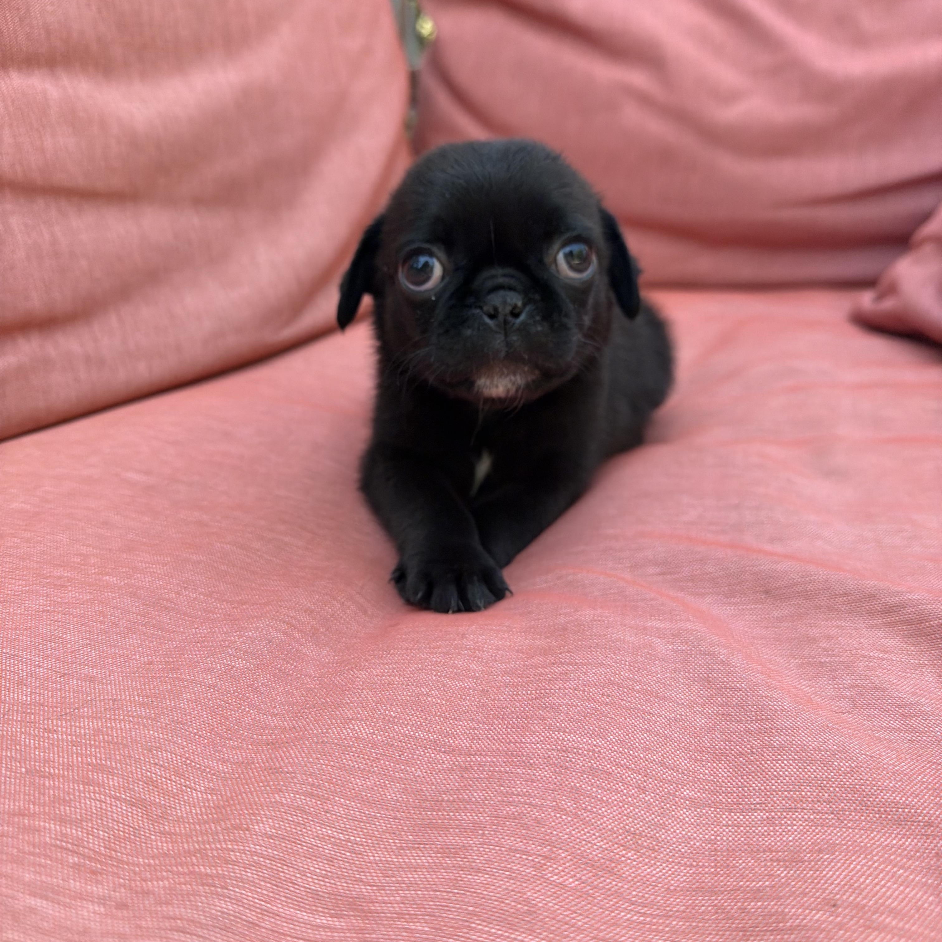 Enlarge Nugget, an adopted Pug in Redlands , CA image 1/4
