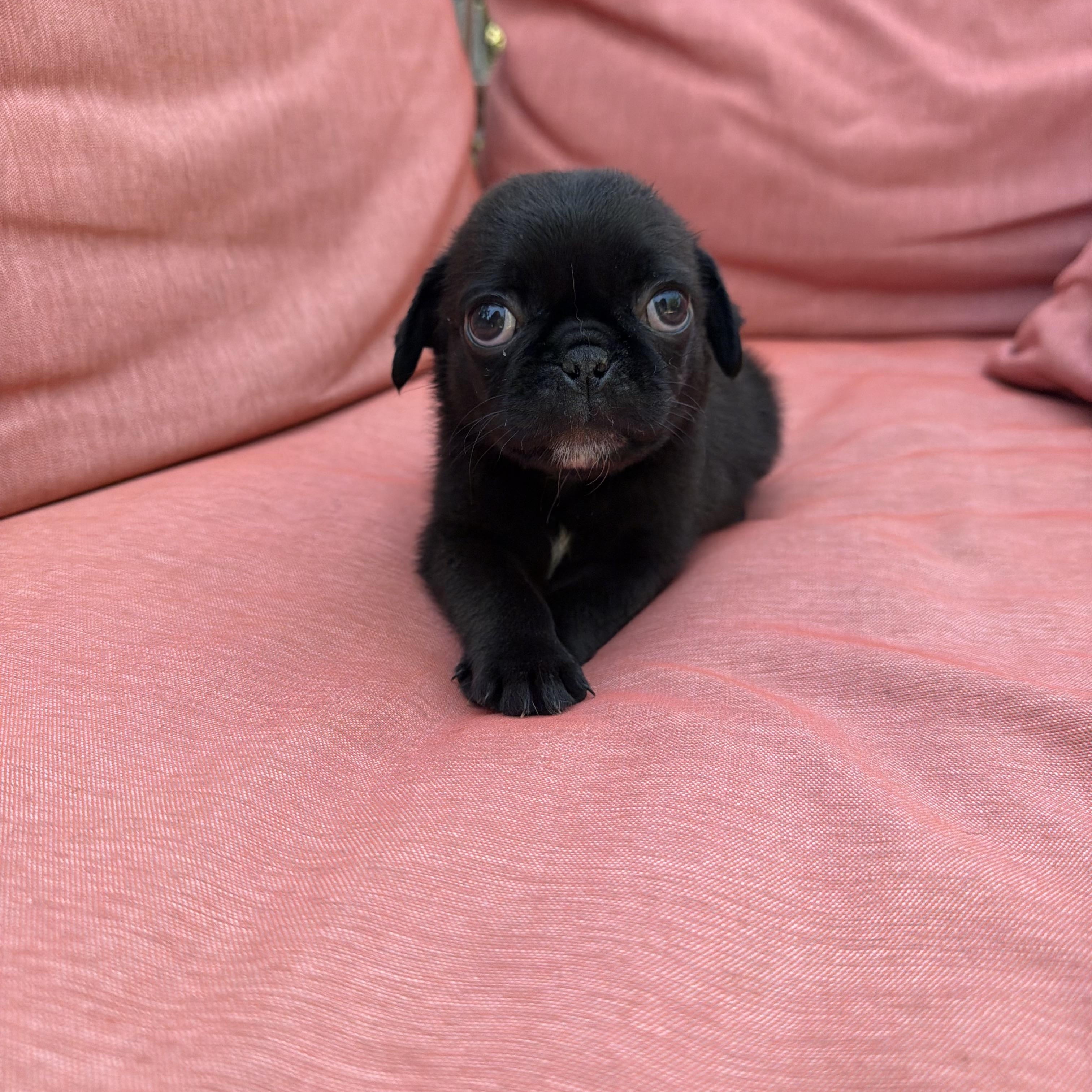 Enlarge Nugget, an adopted Pug in Redlands , CA image 2/4