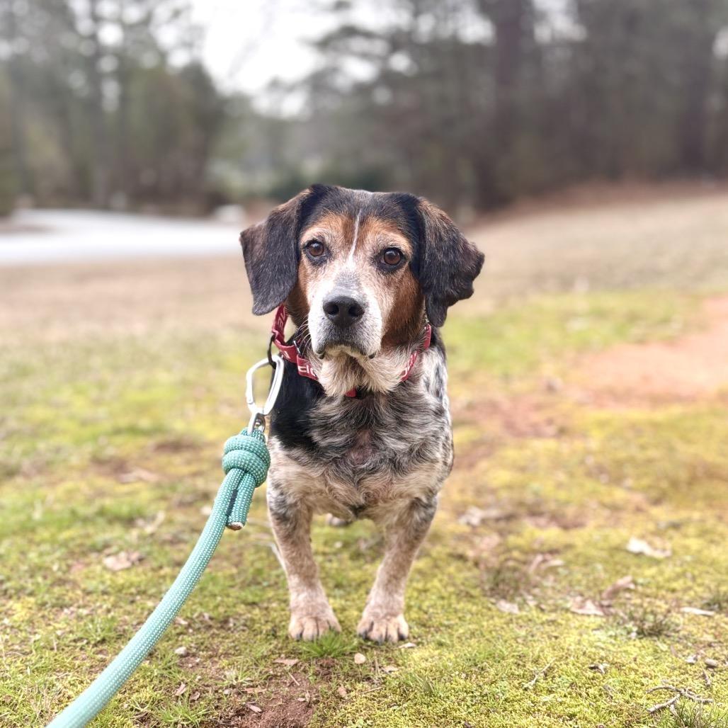 Enlarge Fish Stick, a Adoptable Beagle in Peachtree City, GA image 1/3