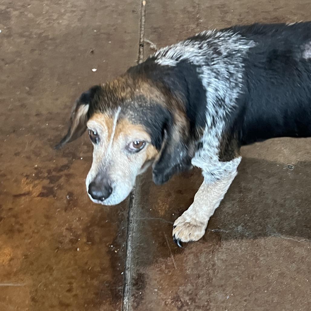 Enlarge Fish Stick, a Adoptable Beagle in Peachtree City, GA image 2/3