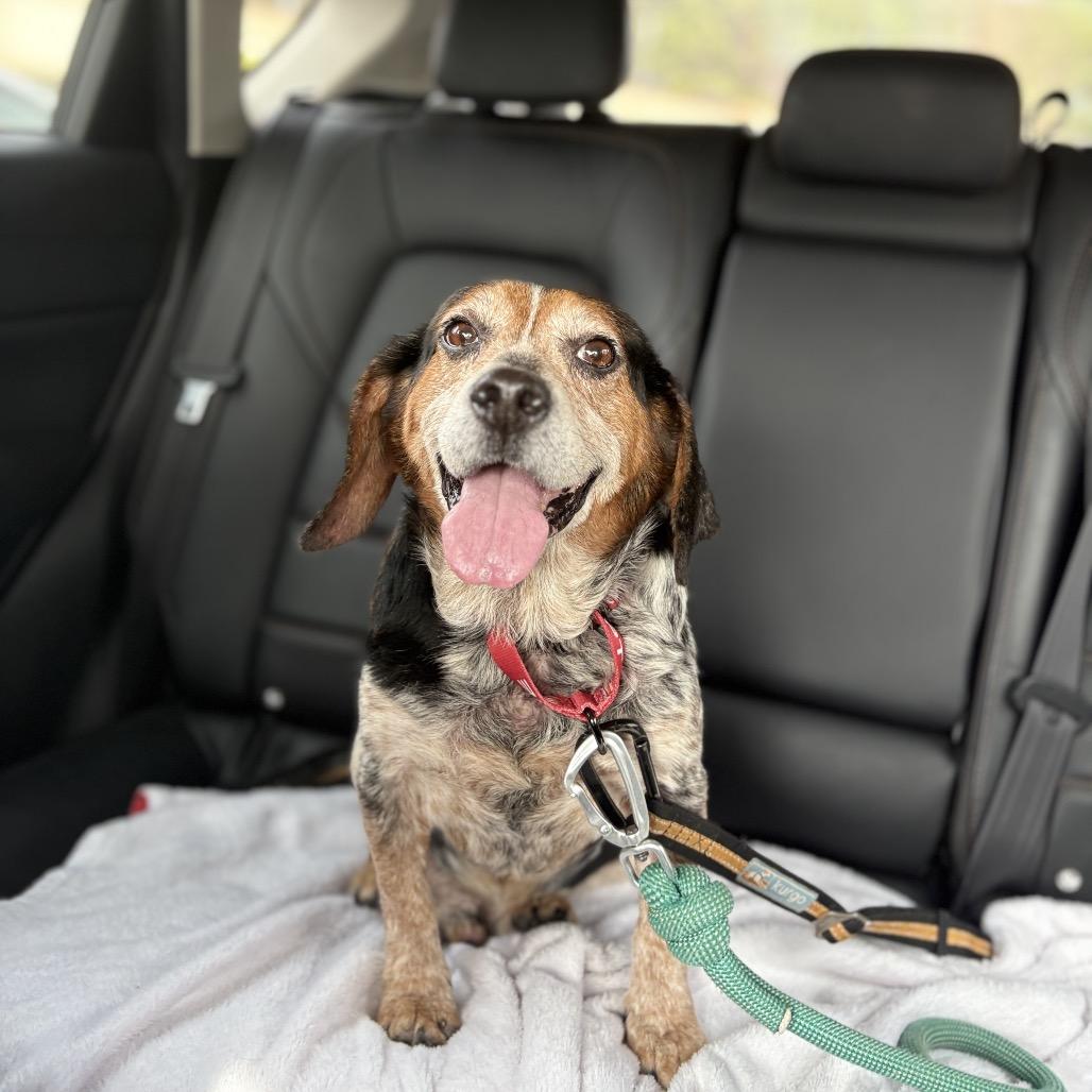 Enlarge Fish Stick, a Adoptable Beagle in Peachtree City, GA image 3/3