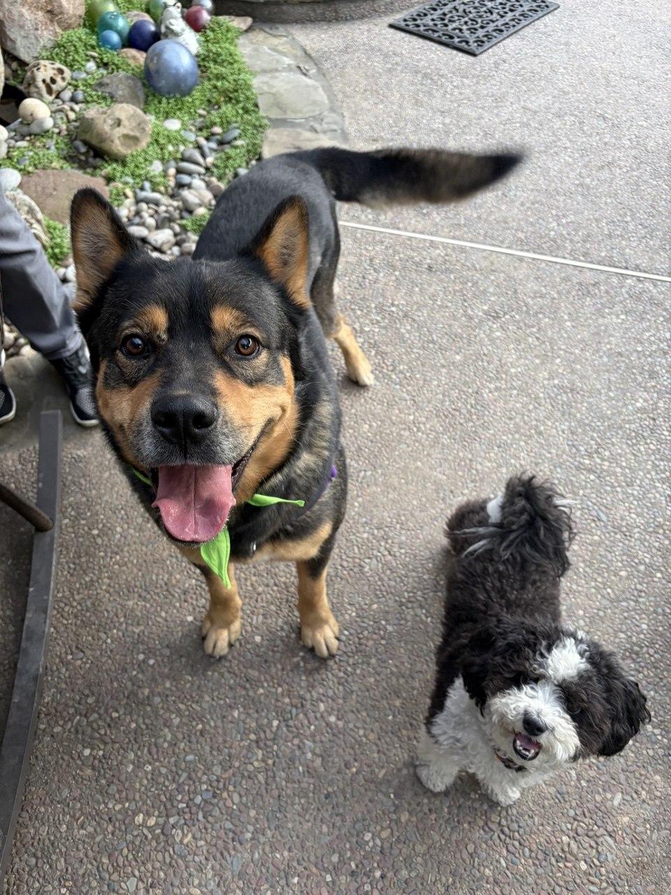 Enlarge Moose, a Adoptable Shepherd in San Jose, CA image 2/4