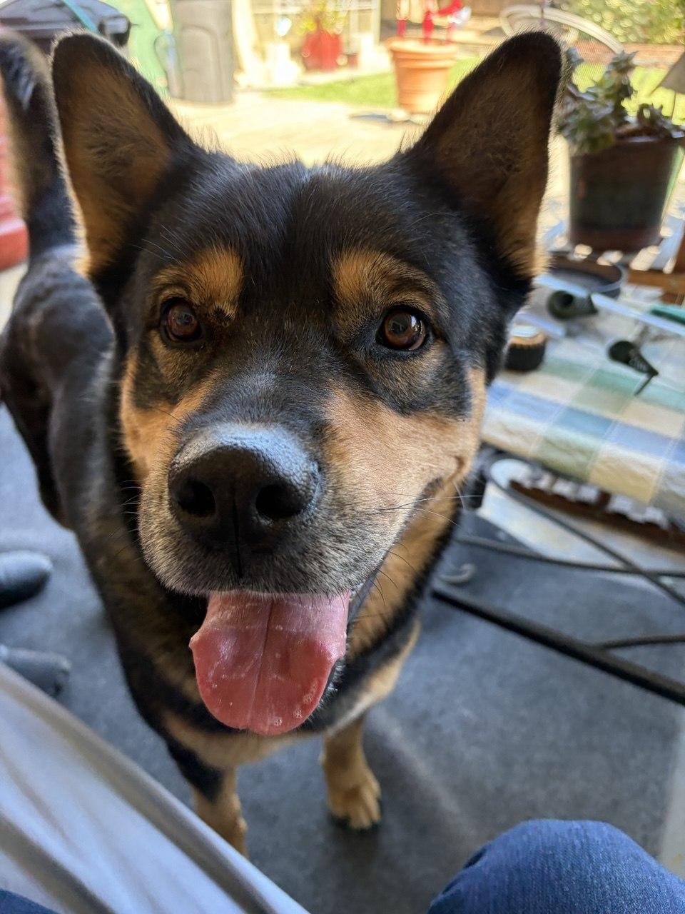 Moose, Adoptable, Adult Male Shepherd.