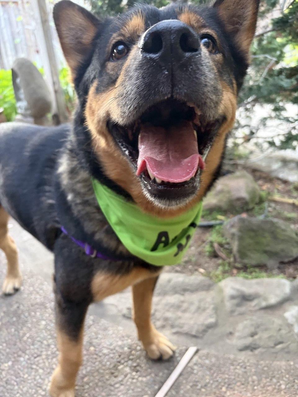 Enlarge Moose, a Adoptable Shepherd in San Jose, CA image 3/4