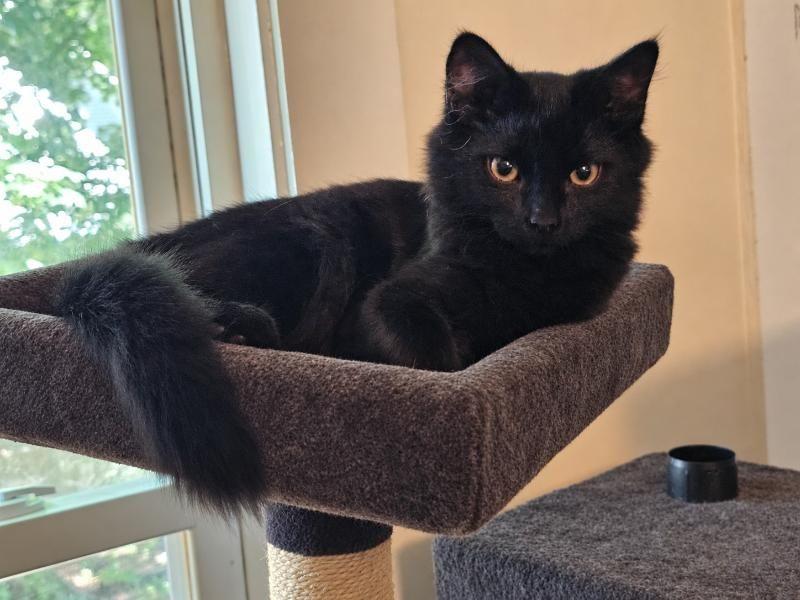 Finnegan, Adopted, Young Male Domestic Short Hair.
