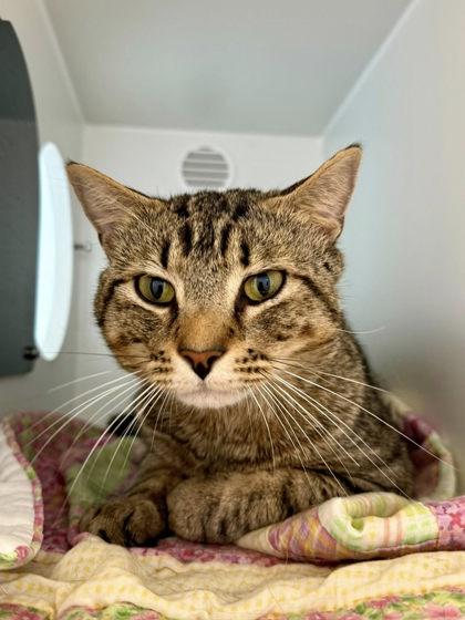 Hamilton, Adoptable, Adult Male Domestic Short Hair & Domestic Short Hair.