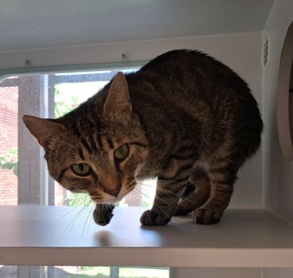 Enlarge Hamilton, a Adoptable mixed breed in Fairfax, VA image 2/3