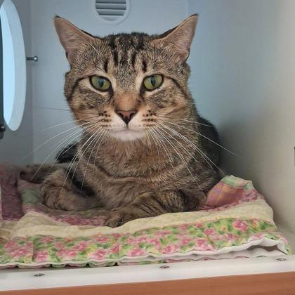 Enlarge Hamilton, a Adoptable mixed breed in Fairfax, VA image 3/3