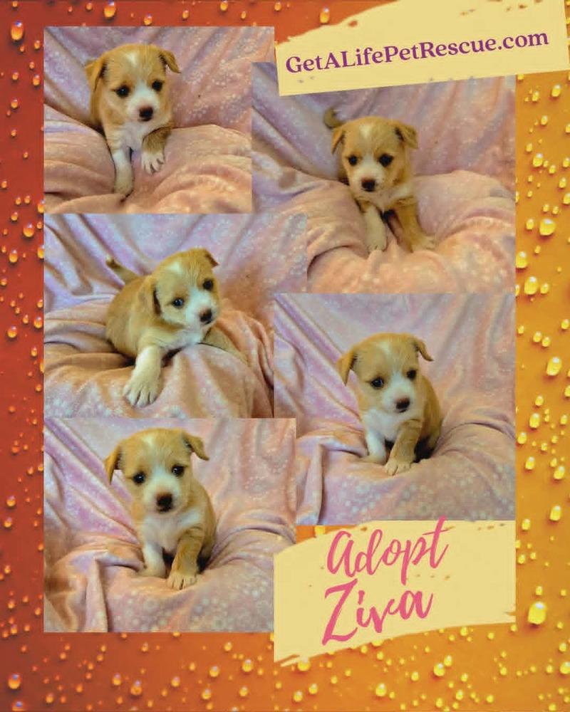 Enlarge Ziva, a Adoptable mixed breed in Plantation, FL image 1/5
