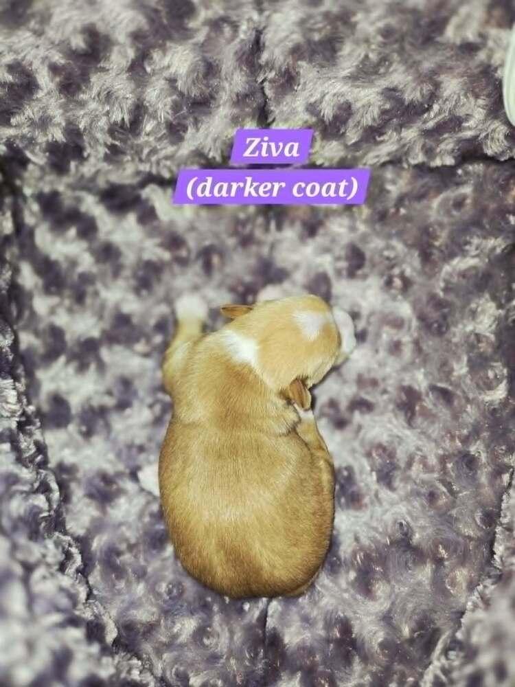 Enlarge Ziva, a Adoptable mixed breed in Plantation, FL image 2/5