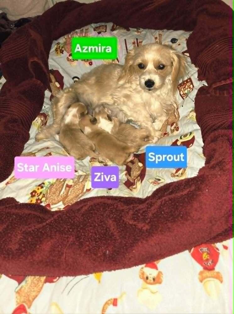 Enlarge Ziva, a Adoptable mixed breed in Plantation, FL image 3/5
