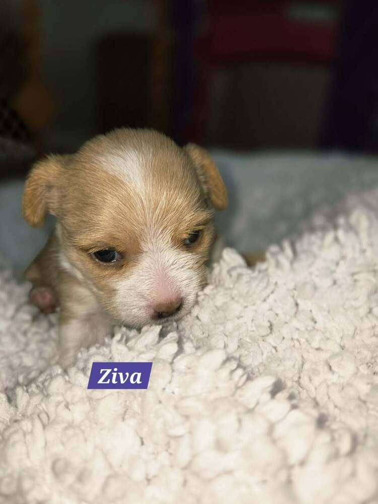 Enlarge Ziva, a Adoptable mixed breed in Plantation, FL image 5/5