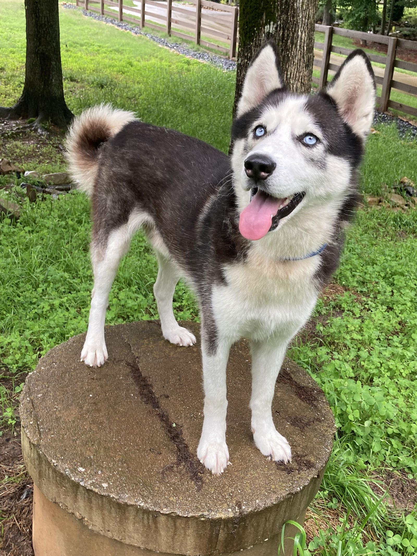 Cicero, Adoptable, Young Male Siberian Husky.