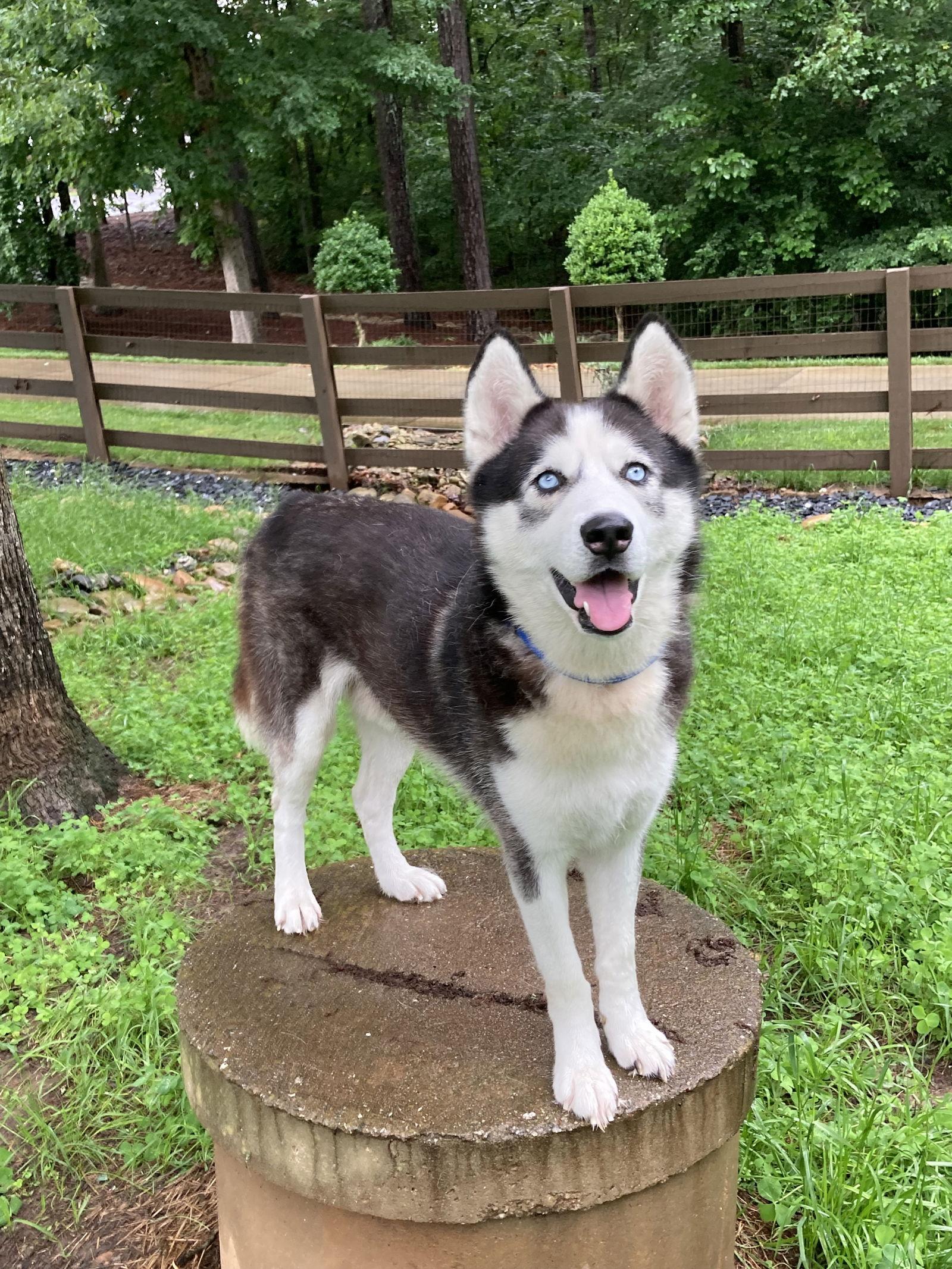 Enlarge Cicero, a Adoptable Siberian Husky in Cumming, GA image 2/3