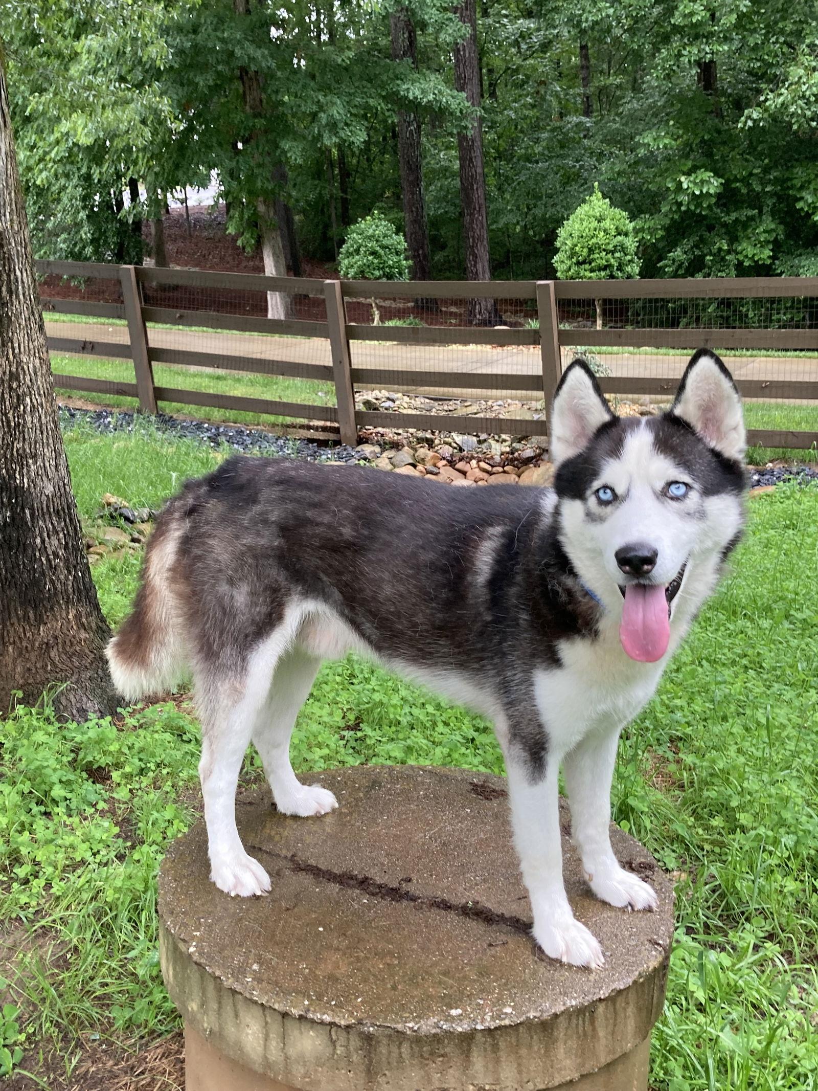 Enlarge Cicero, a Adoptable Siberian Husky in Cumming, GA image 3/3