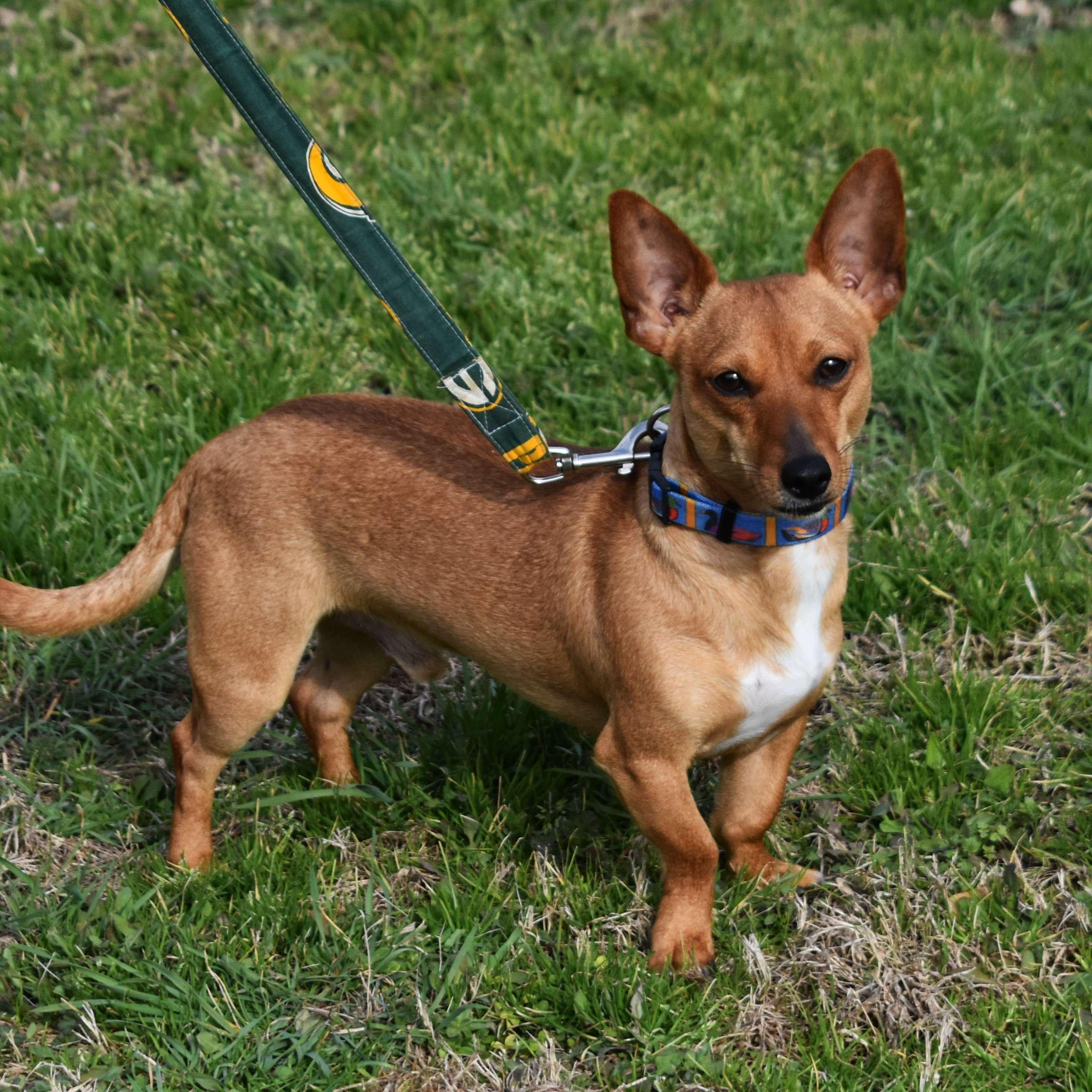 Enchilada, adopted, Adult Male Mixed Breed.