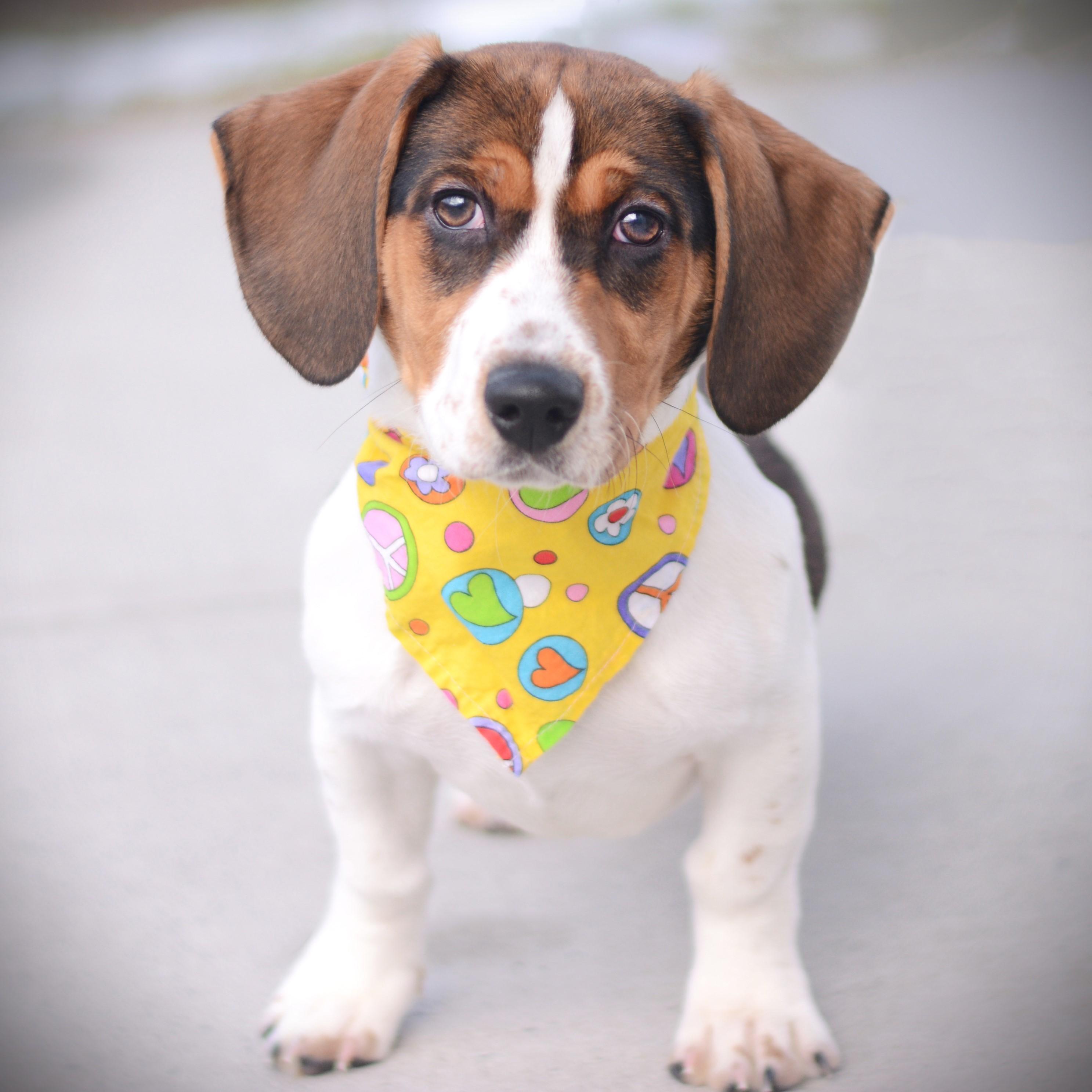 Enlarge Eleanor , an adoptable mixed breed in Amsterdam, NY image 1/2