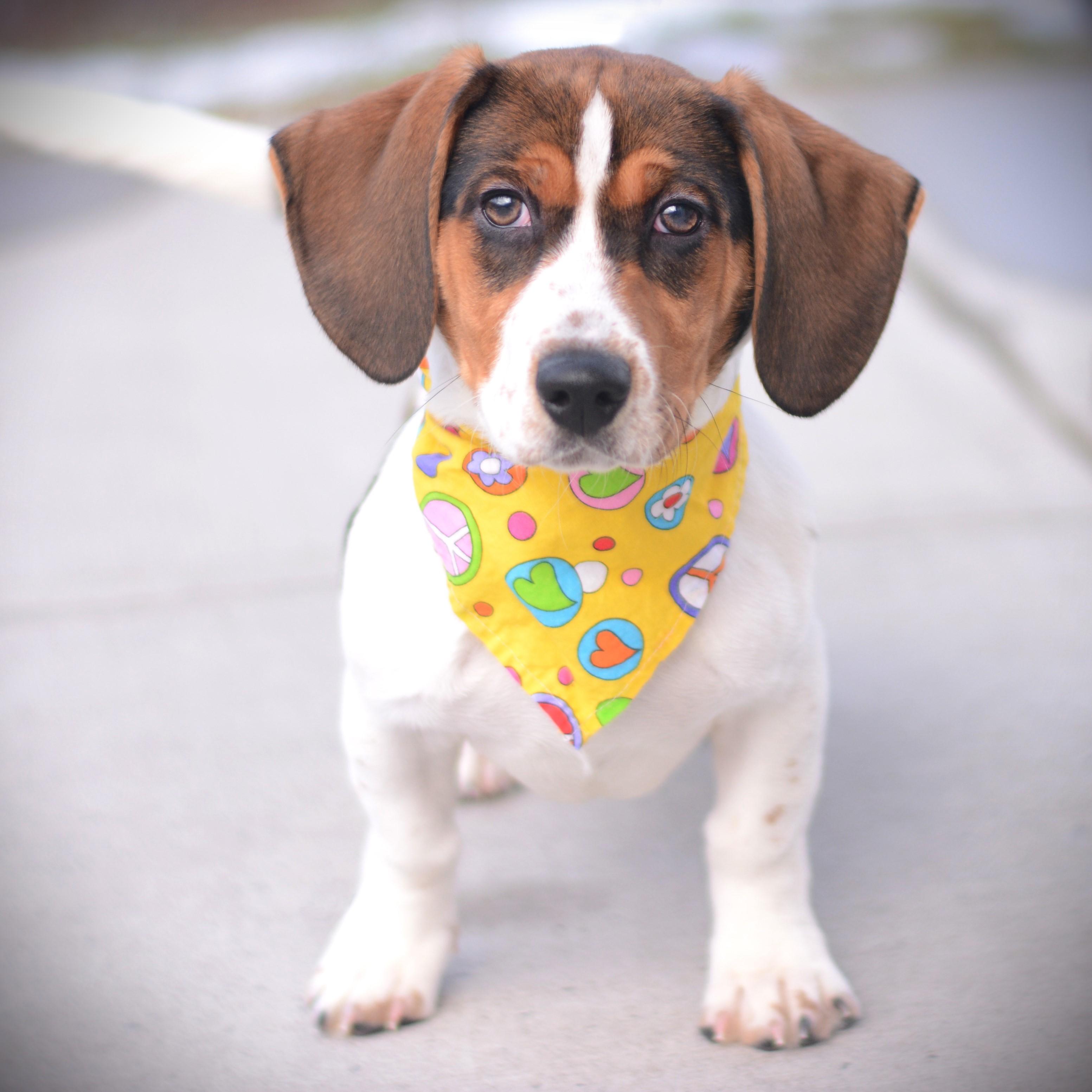 Enlarge Eleanor , an adoptable mixed breed in Amsterdam, NY image 2/2