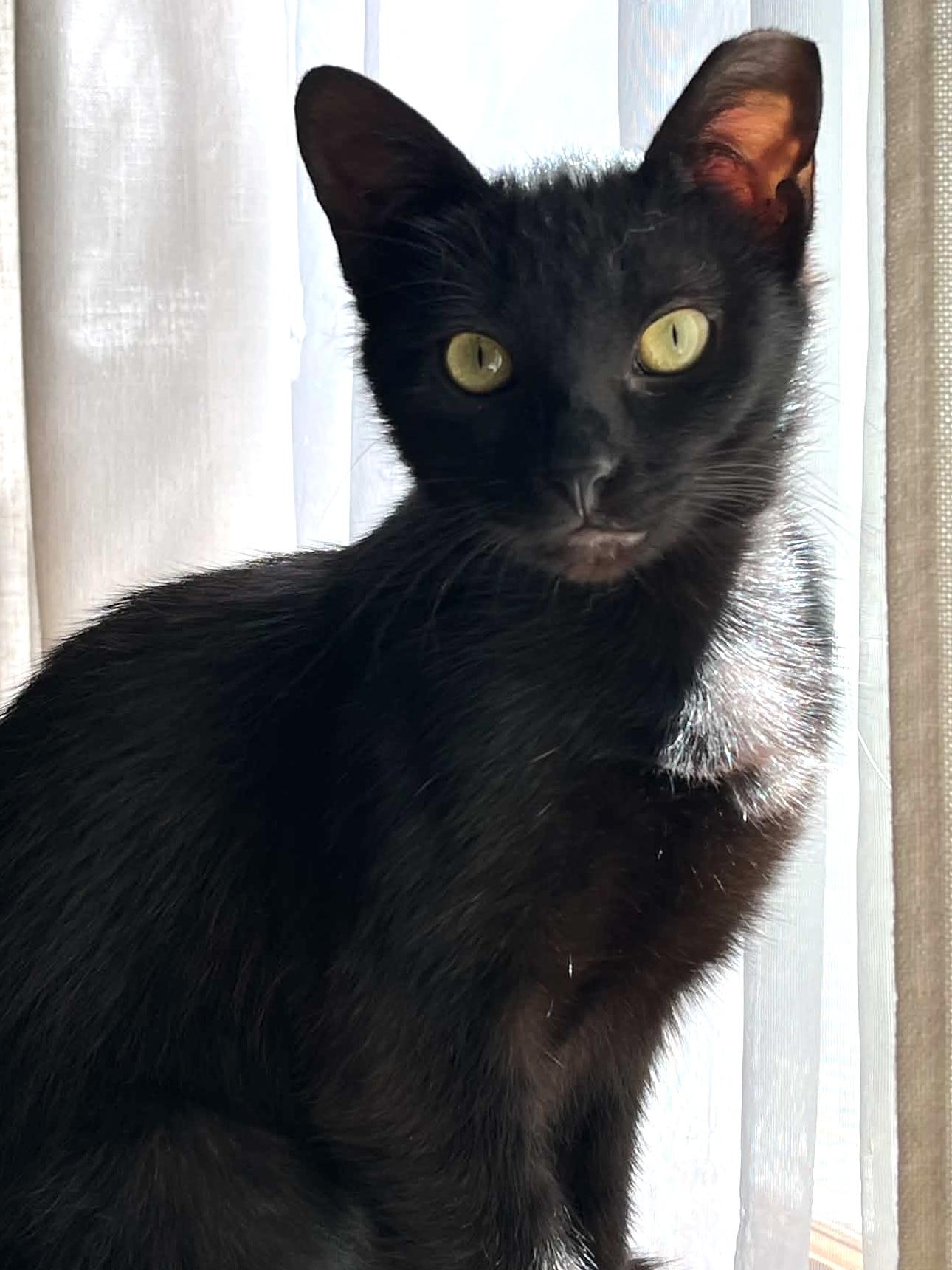 Enlarge Luna, an adoptable Domestic Short Hair in Belvidere, IL image 2/5