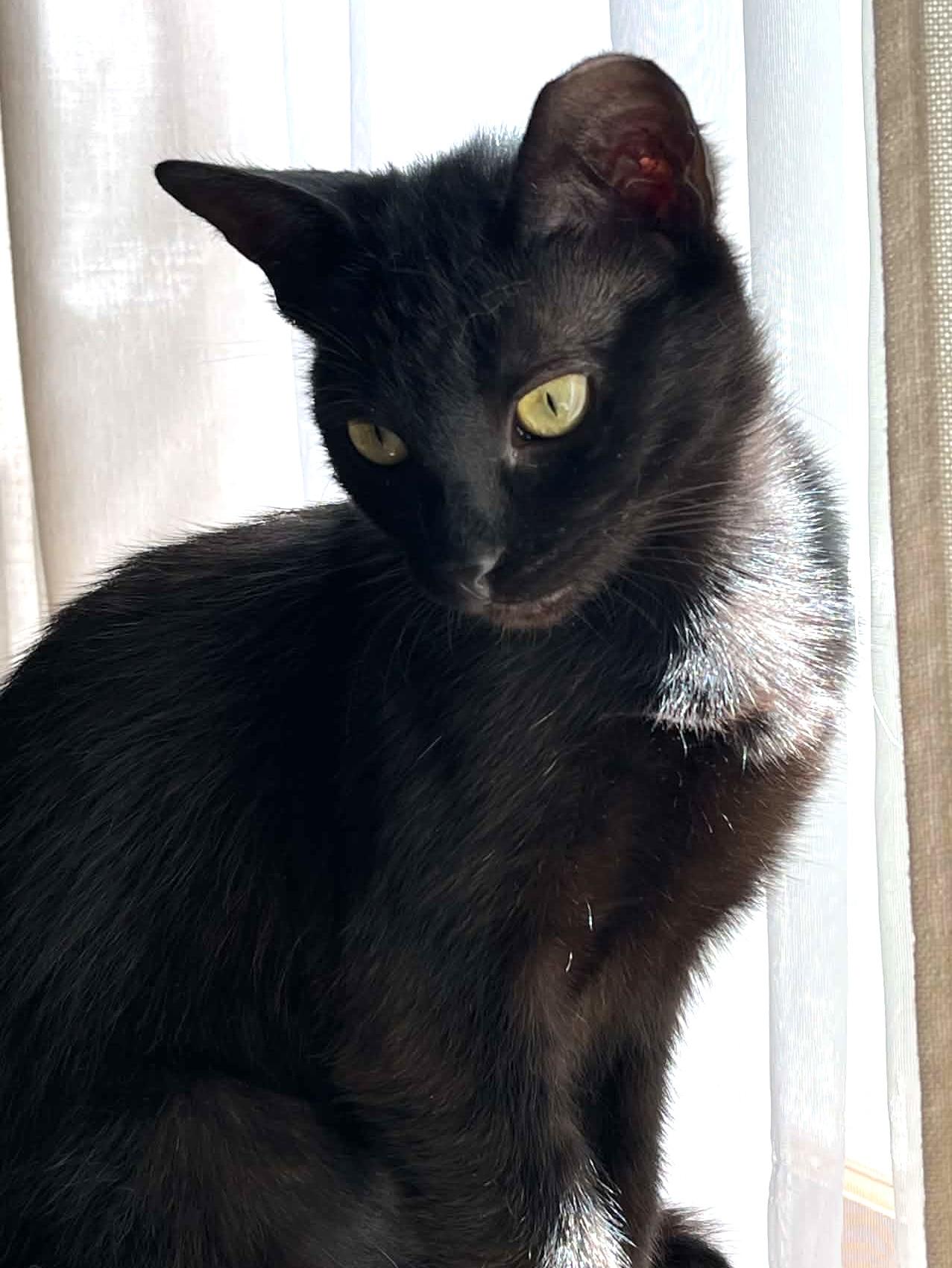 Luna, adoptable, Kitten Female Domestic Short Hair.
