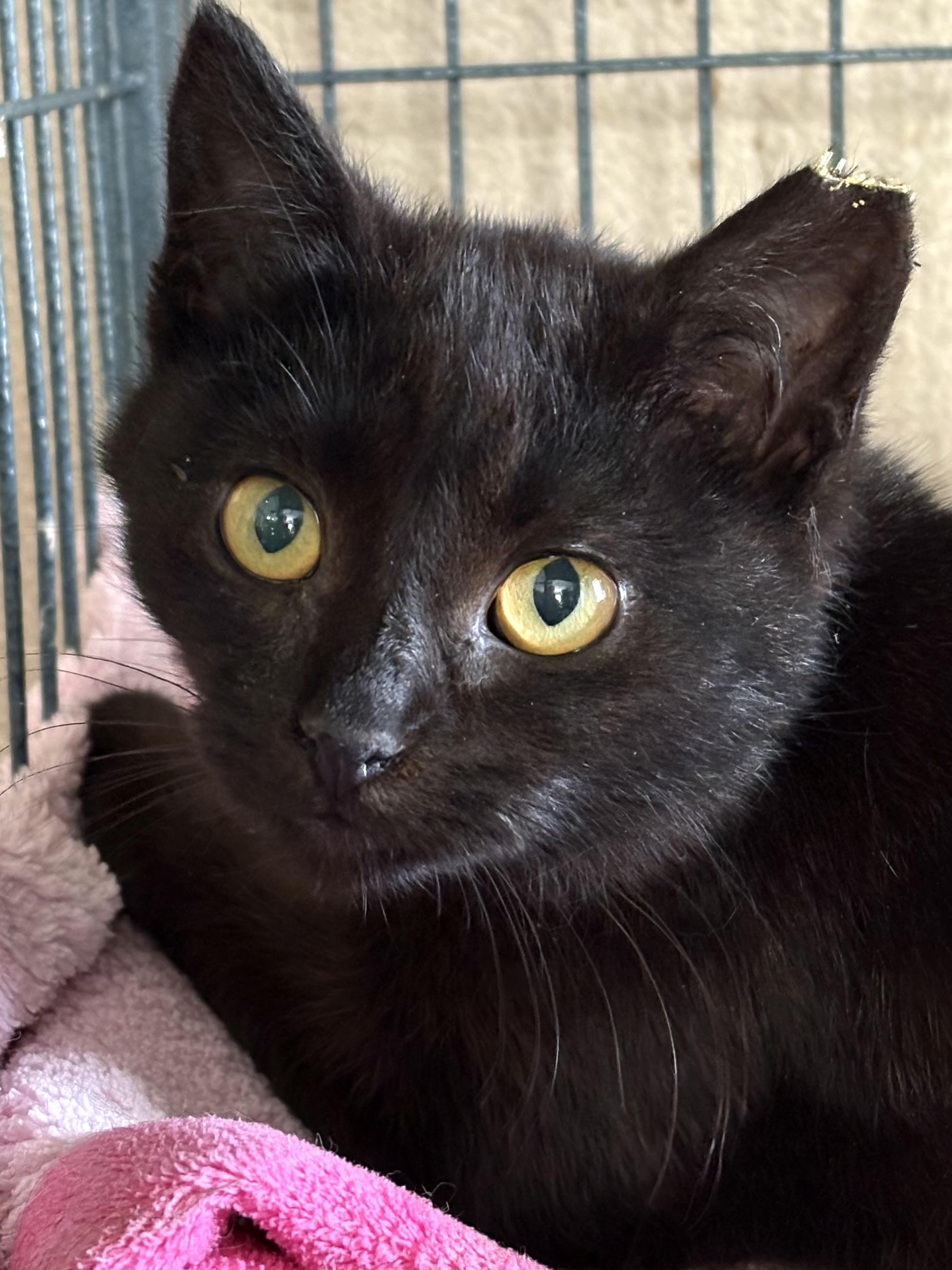 Enlarge Luna, an adoptable Domestic Short Hair in Belvidere, IL image 5/5