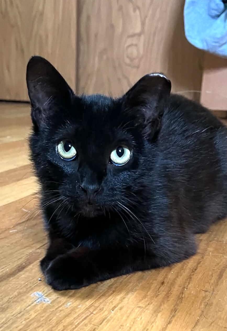 Enlarge Luna, an adoptable Domestic Short Hair in Belvidere, IL image 3/5