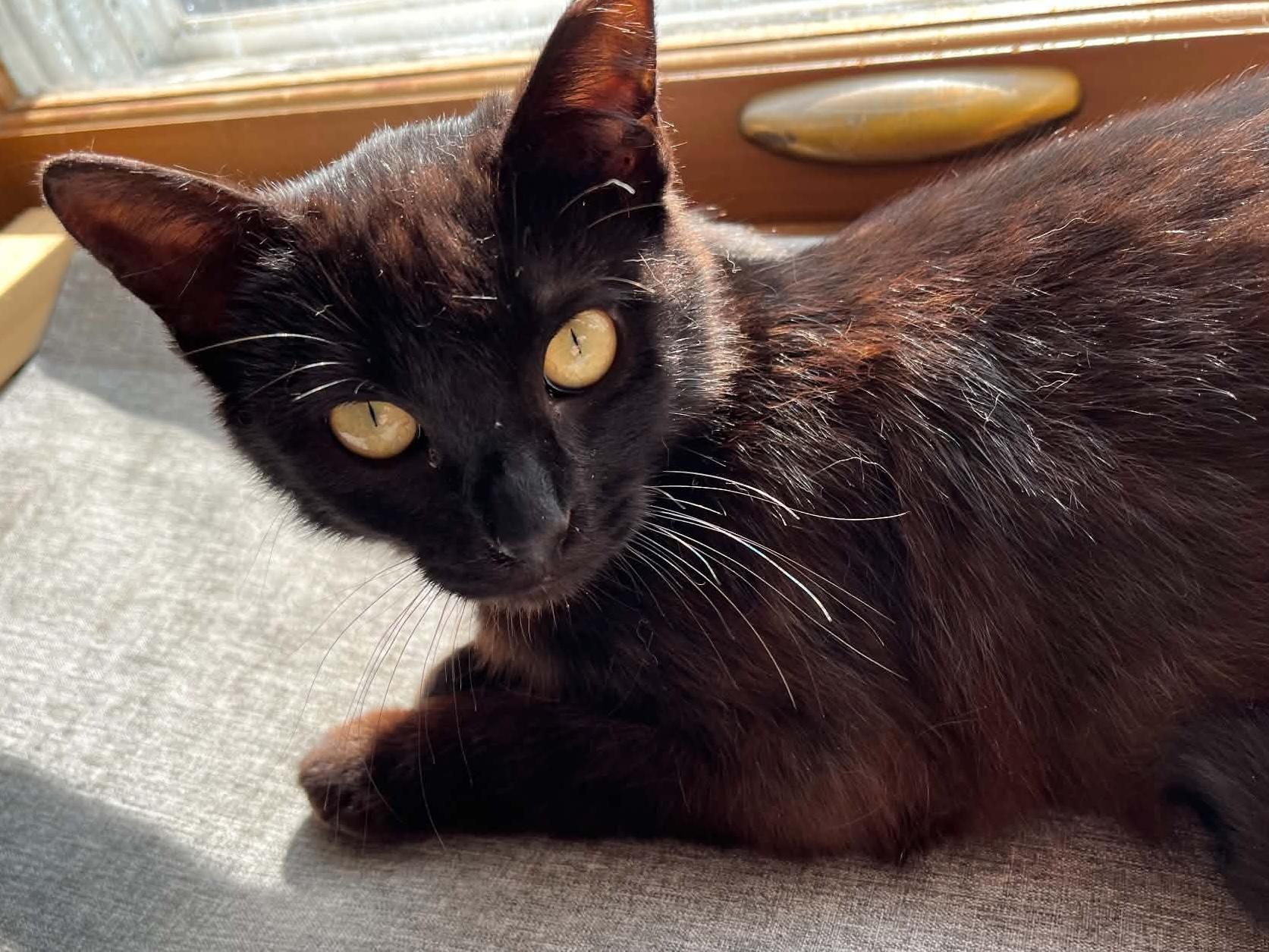 Enlarge Luna, an adoptable Domestic Short Hair in Belvidere, IL image 4/5