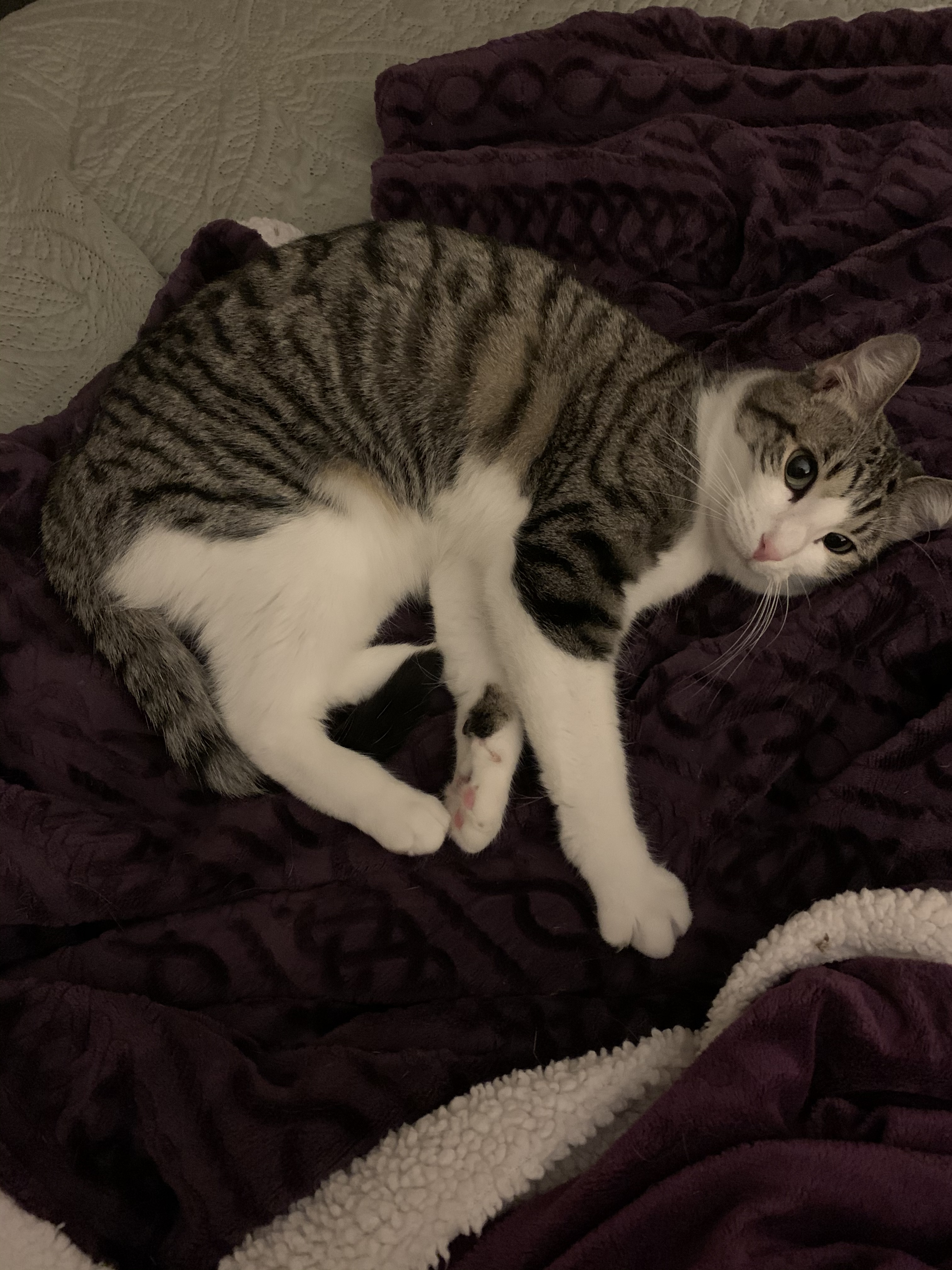 Lilly, a Adoptable Domestic Short Hair in Huffman, TX image 1/10