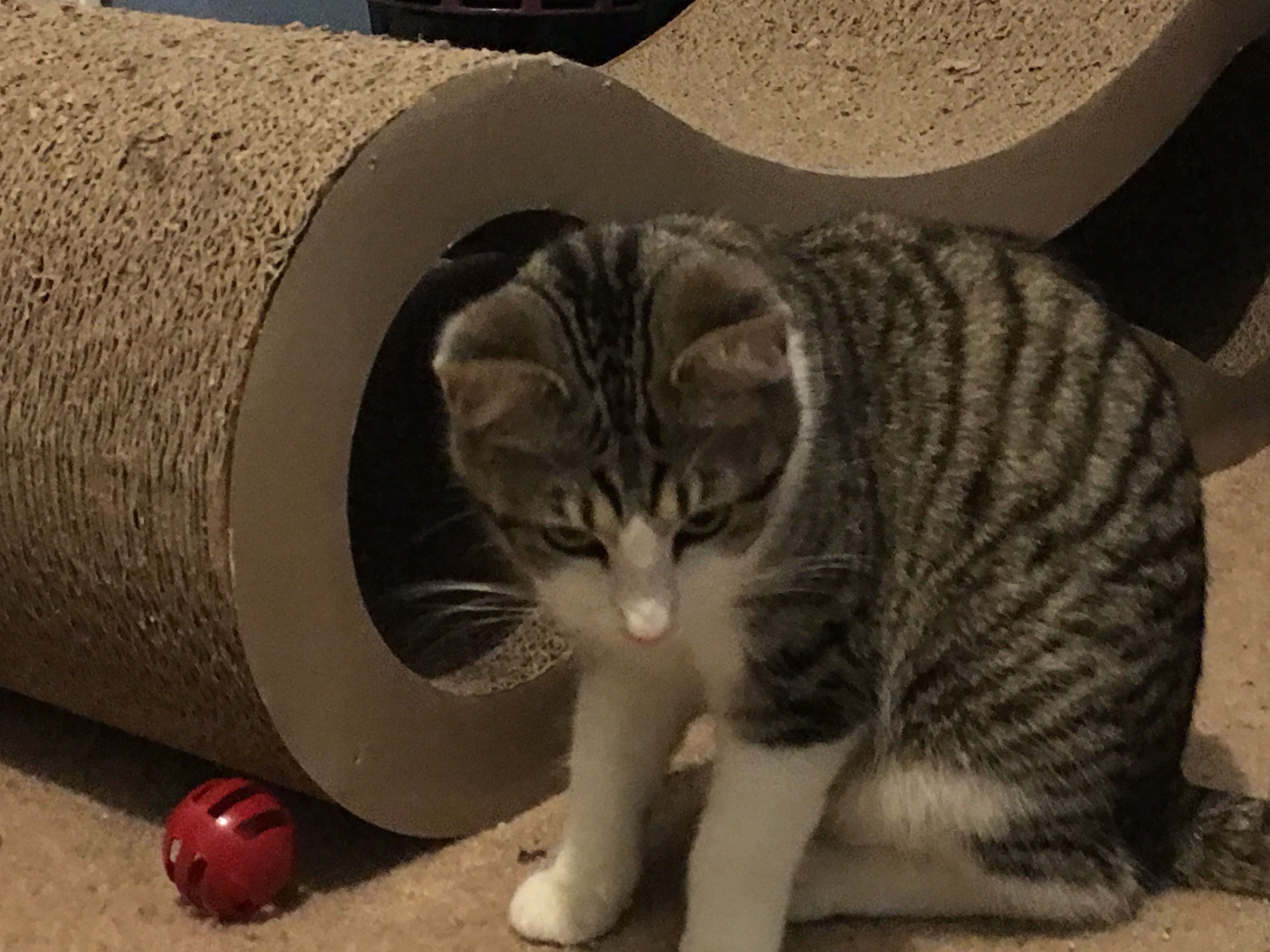 Lilly, a Adoptable Domestic Short Hair in Huffman, TX image 2/10