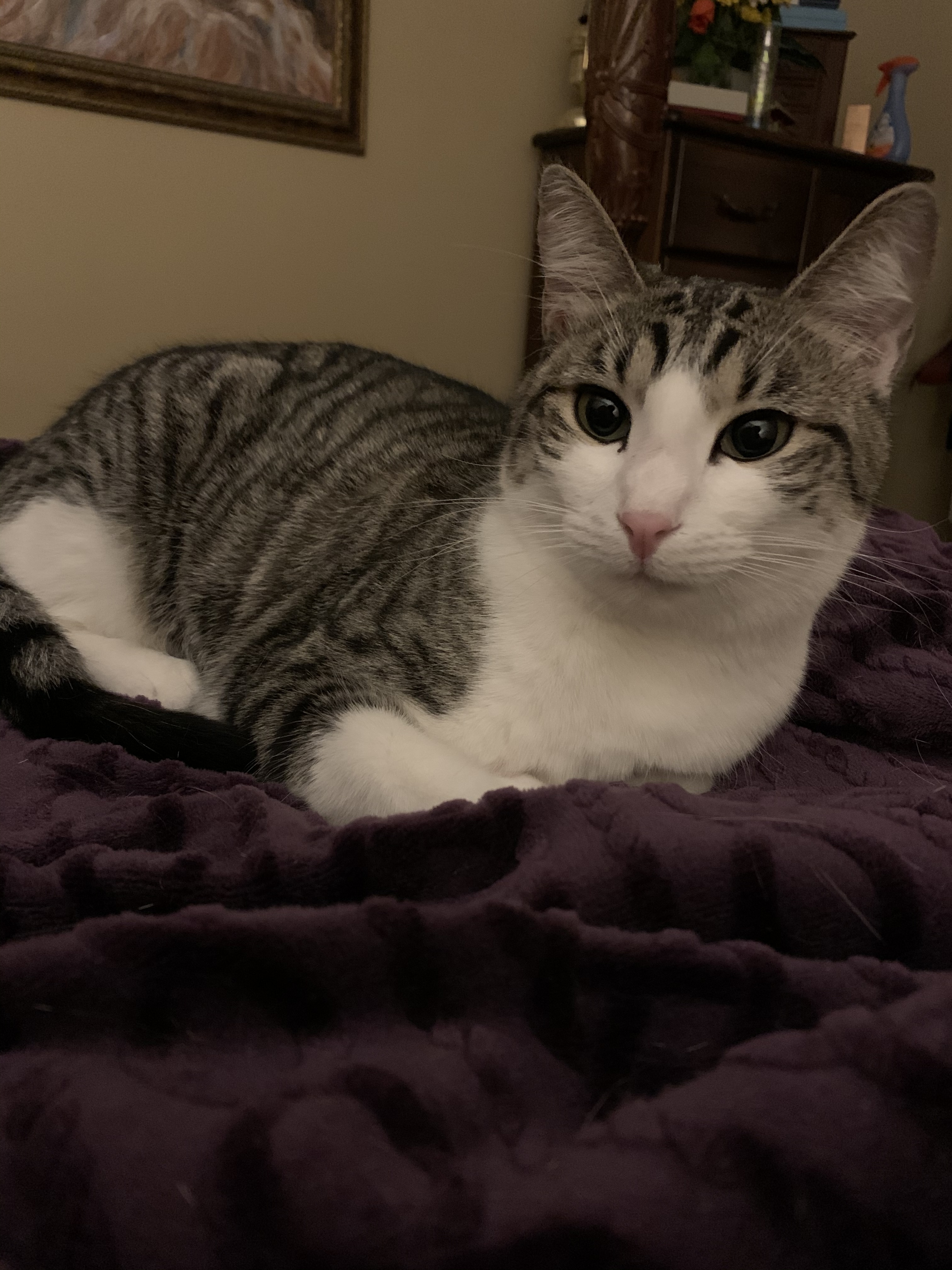 Lilly, a Adoptable Domestic Short Hair in Huffman, TX image 3/10