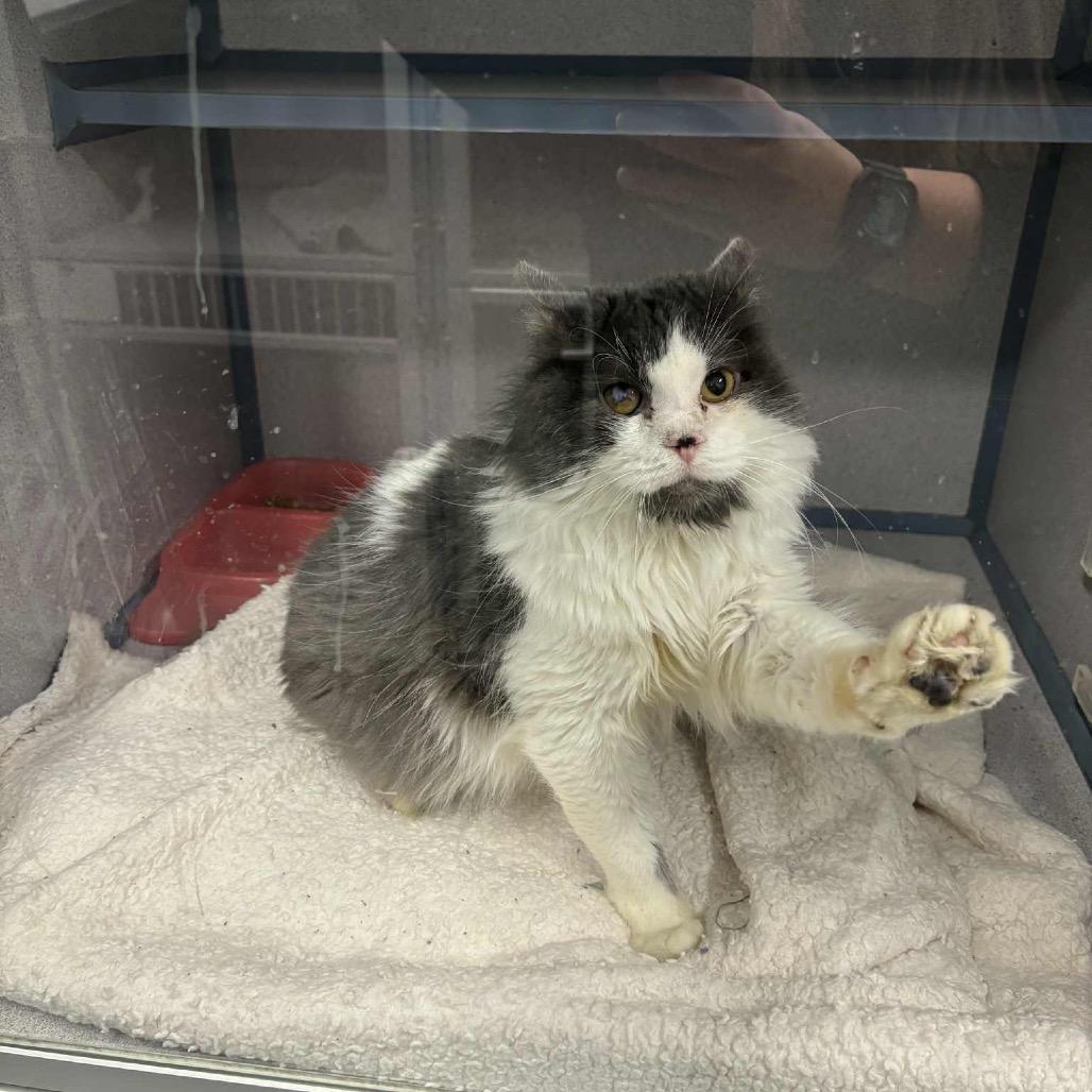 Kaiju - SPECIAL NEEDS - Feluk +, Adoptable, Young Male Domestic Long Hair.