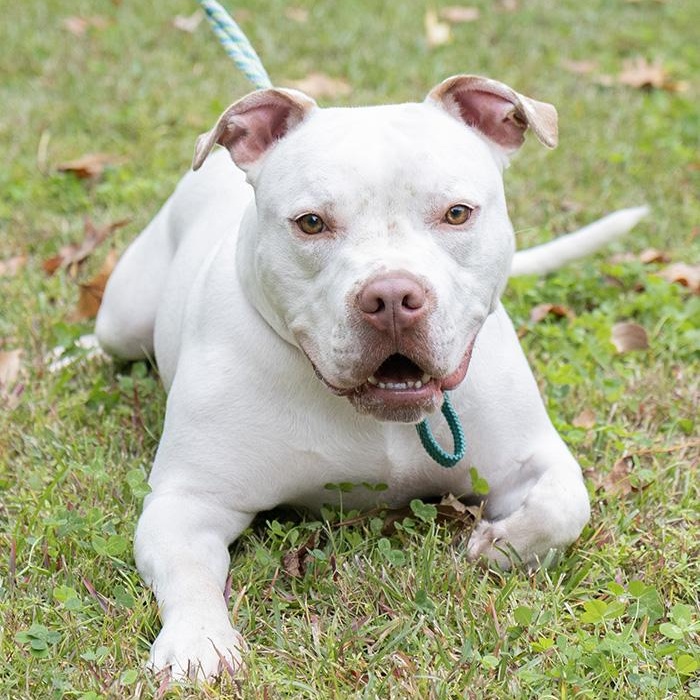 Enlarge Elmer, a Adoptable American Bulldog in Slidell, LA image 1/2