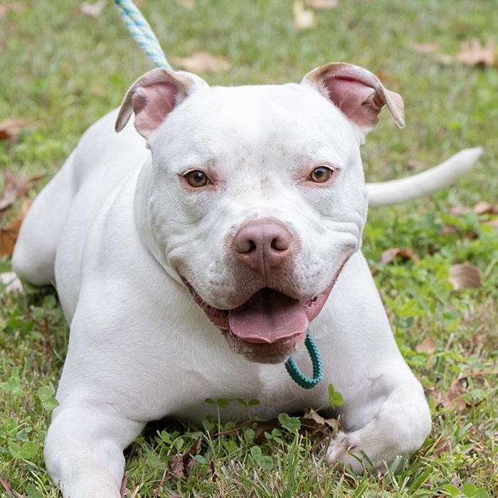 Enlarge Elmer, a Adoptable American Bulldog in Slidell, LA image 2/2