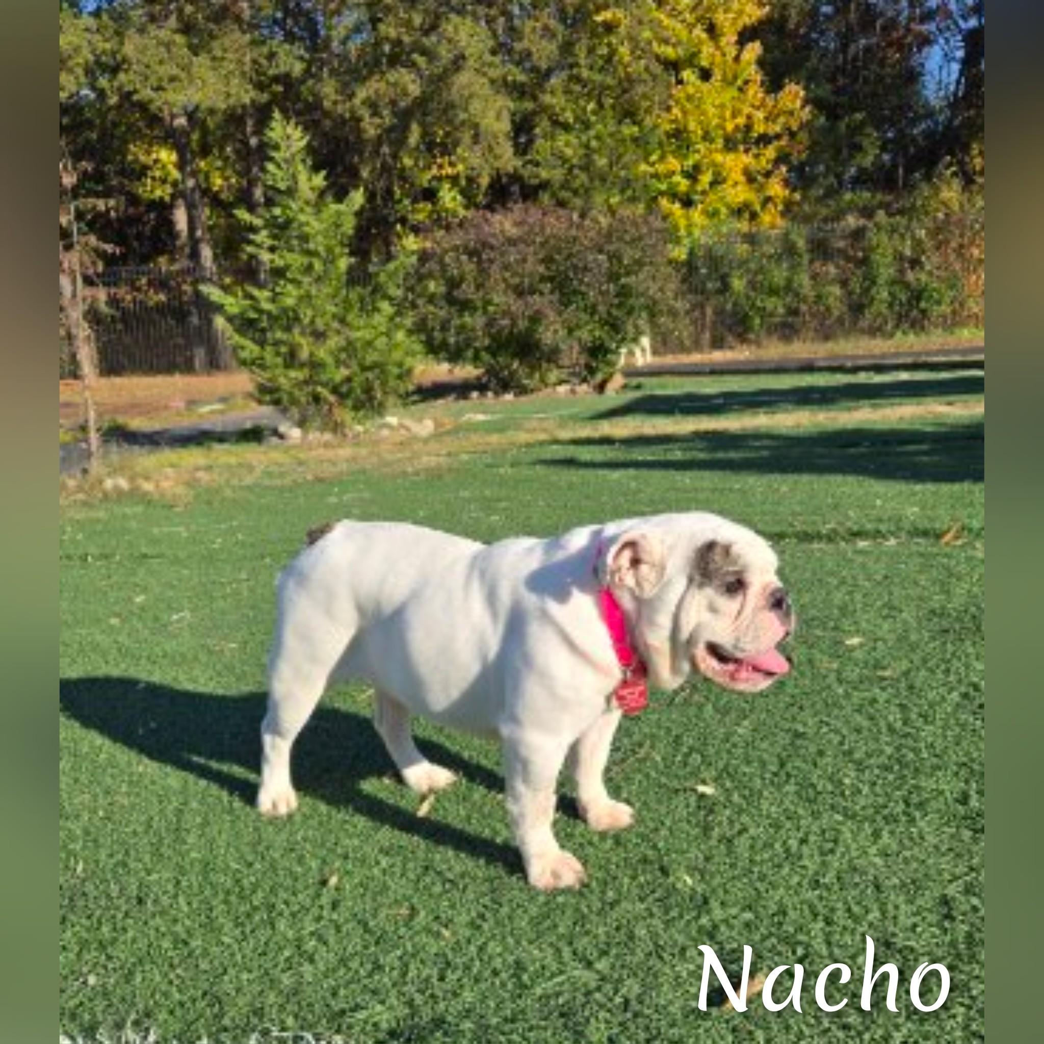 Nacho