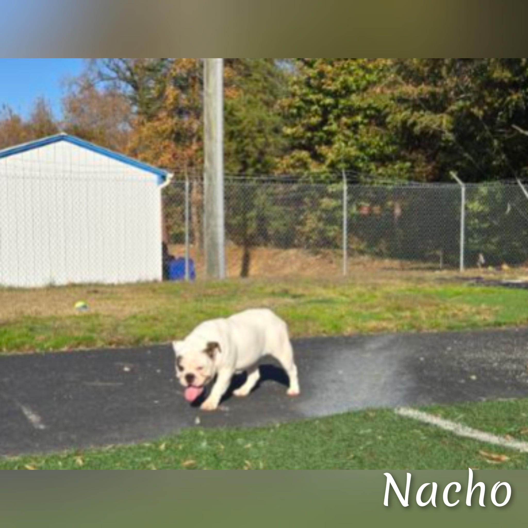 Nacho