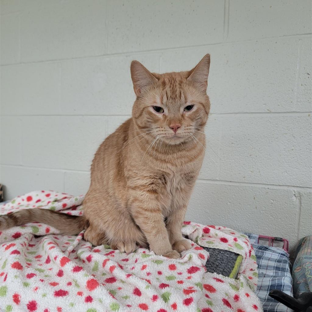 Cederick, Adoptable, Adult Male Domestic Short Hair.