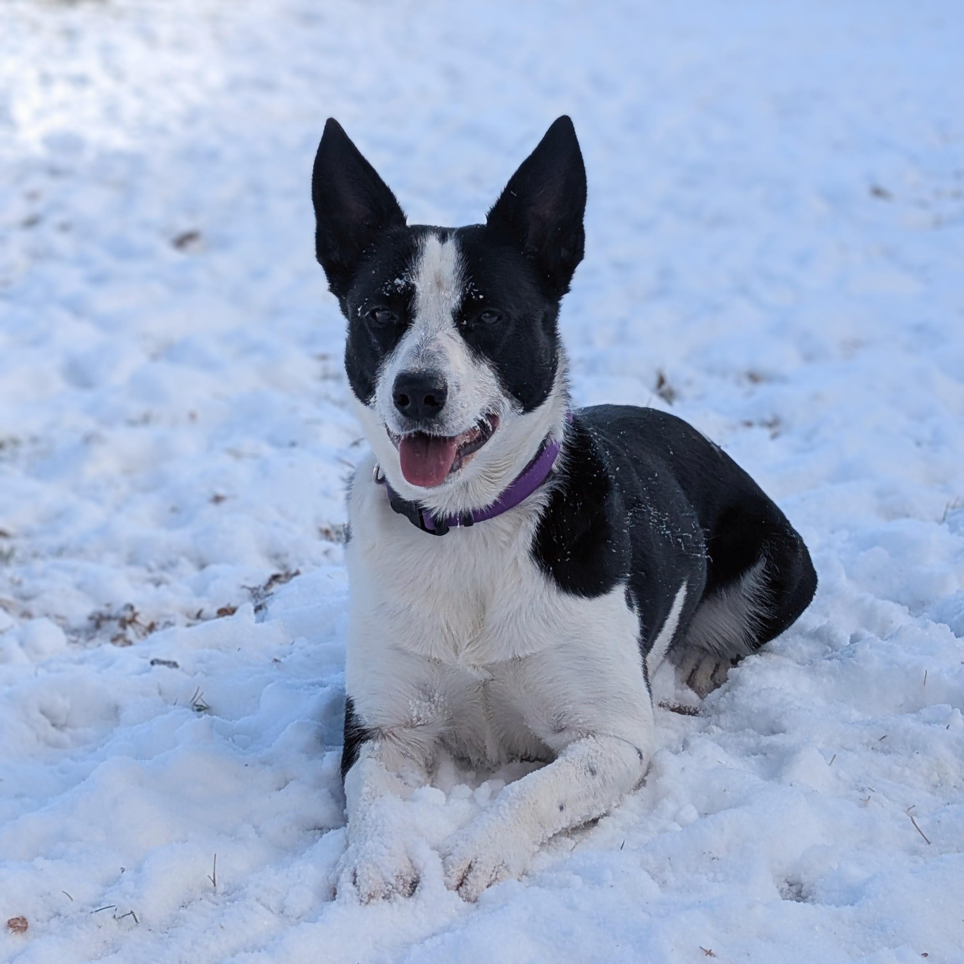 Enlarge Octane, a Adoptable Border Collie in denver, CO image 3/4