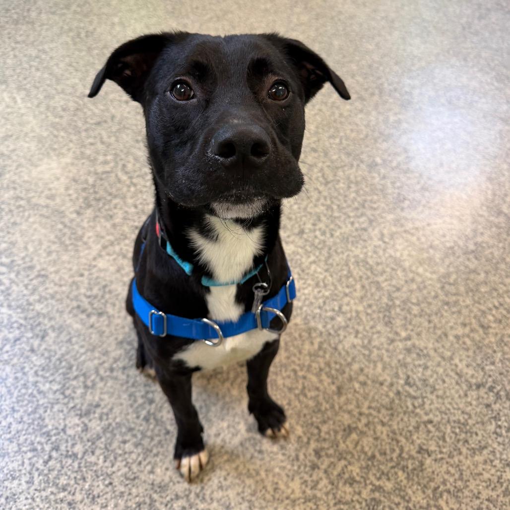 Enlarge Buddy, a Adoptable mixed breed in Falls Church, VA image 1/6