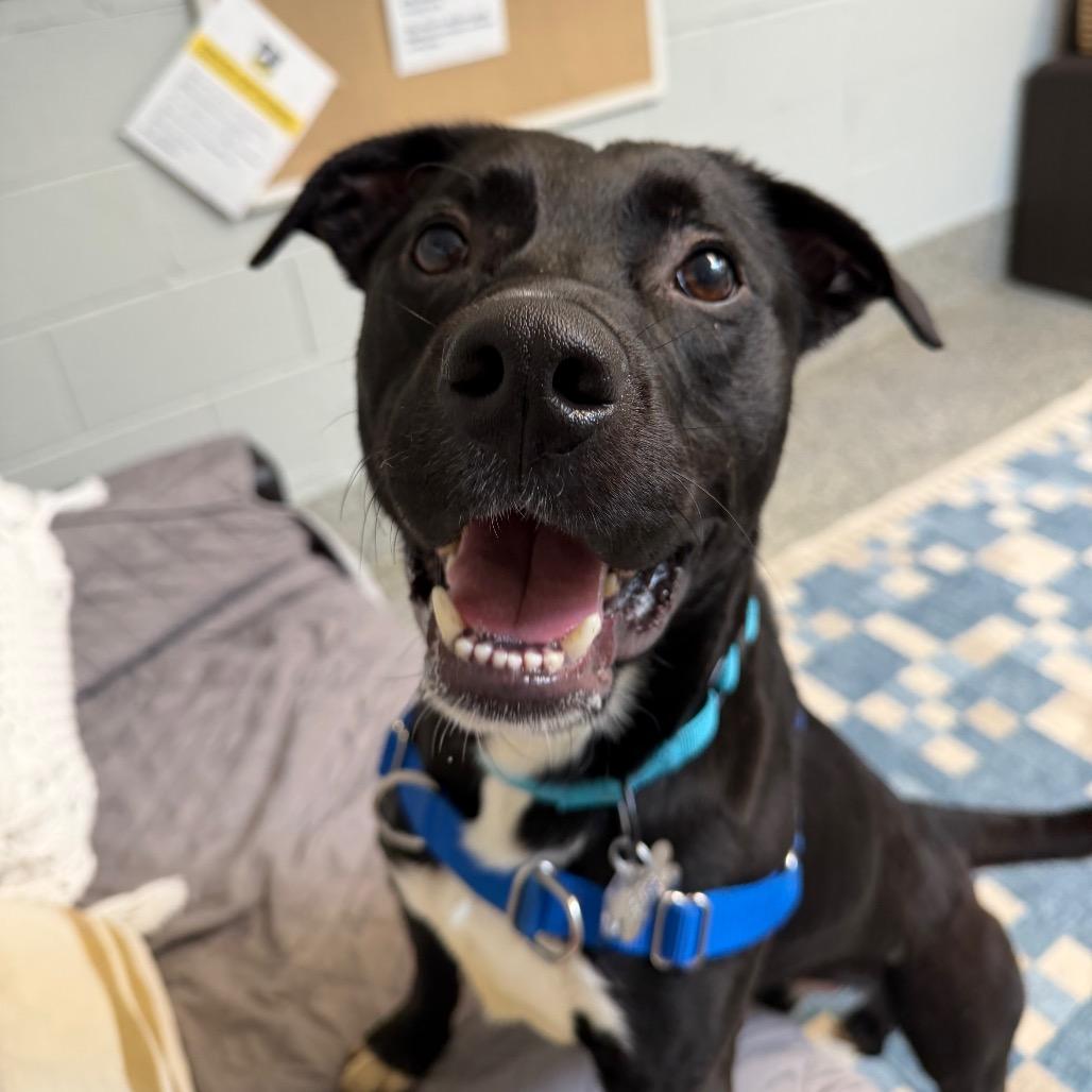 Enlarge Buddy, a Adoptable mixed breed in Falls Church, VA image 2/6