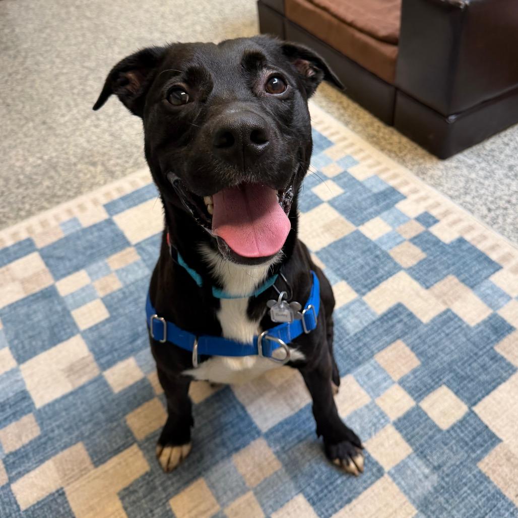 Enlarge Buddy, a Adoptable mixed breed in Falls Church, VA image 3/6