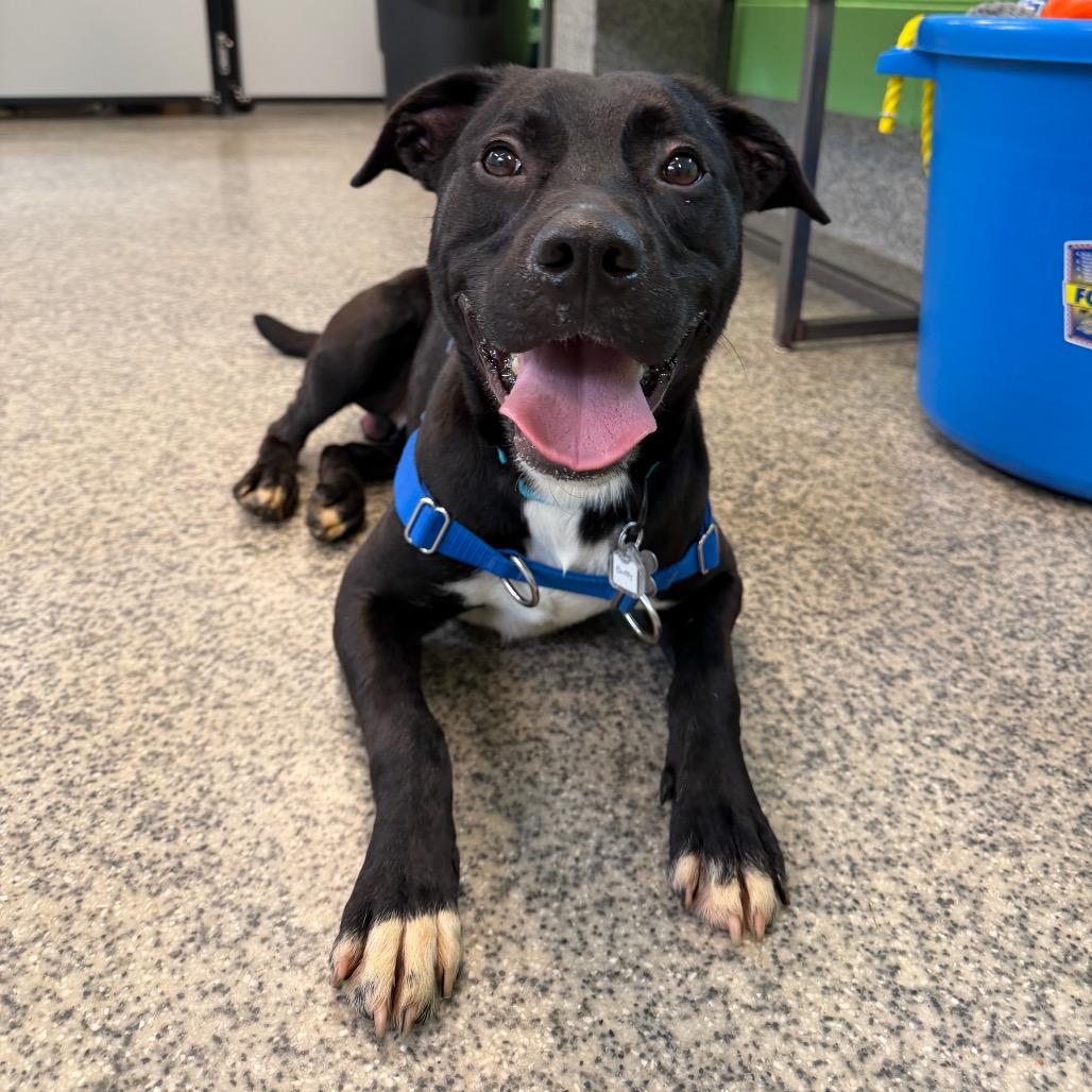 Enlarge Buddy, a Adoptable mixed breed in Falls Church, VA image 4/6