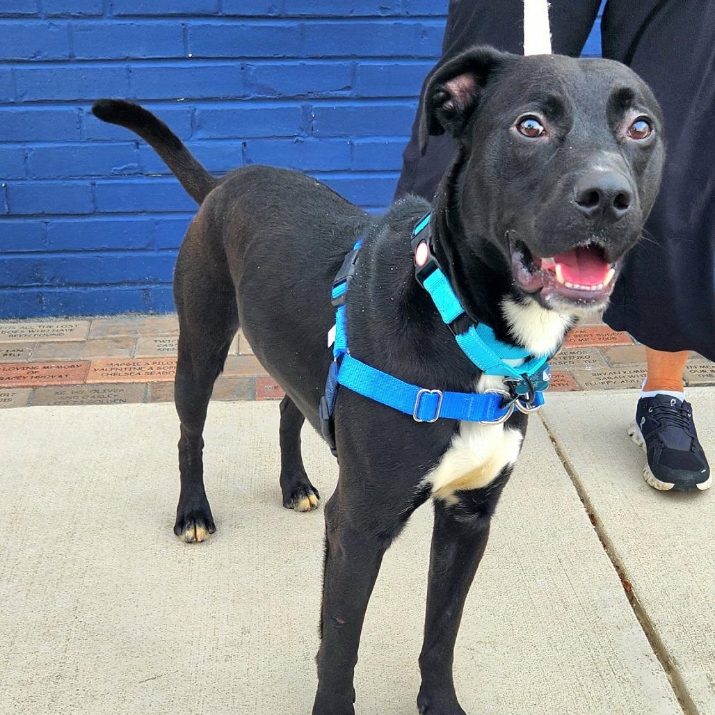 Enlarge Buddy, a Adoptable mixed breed in Falls Church, VA image 5/6