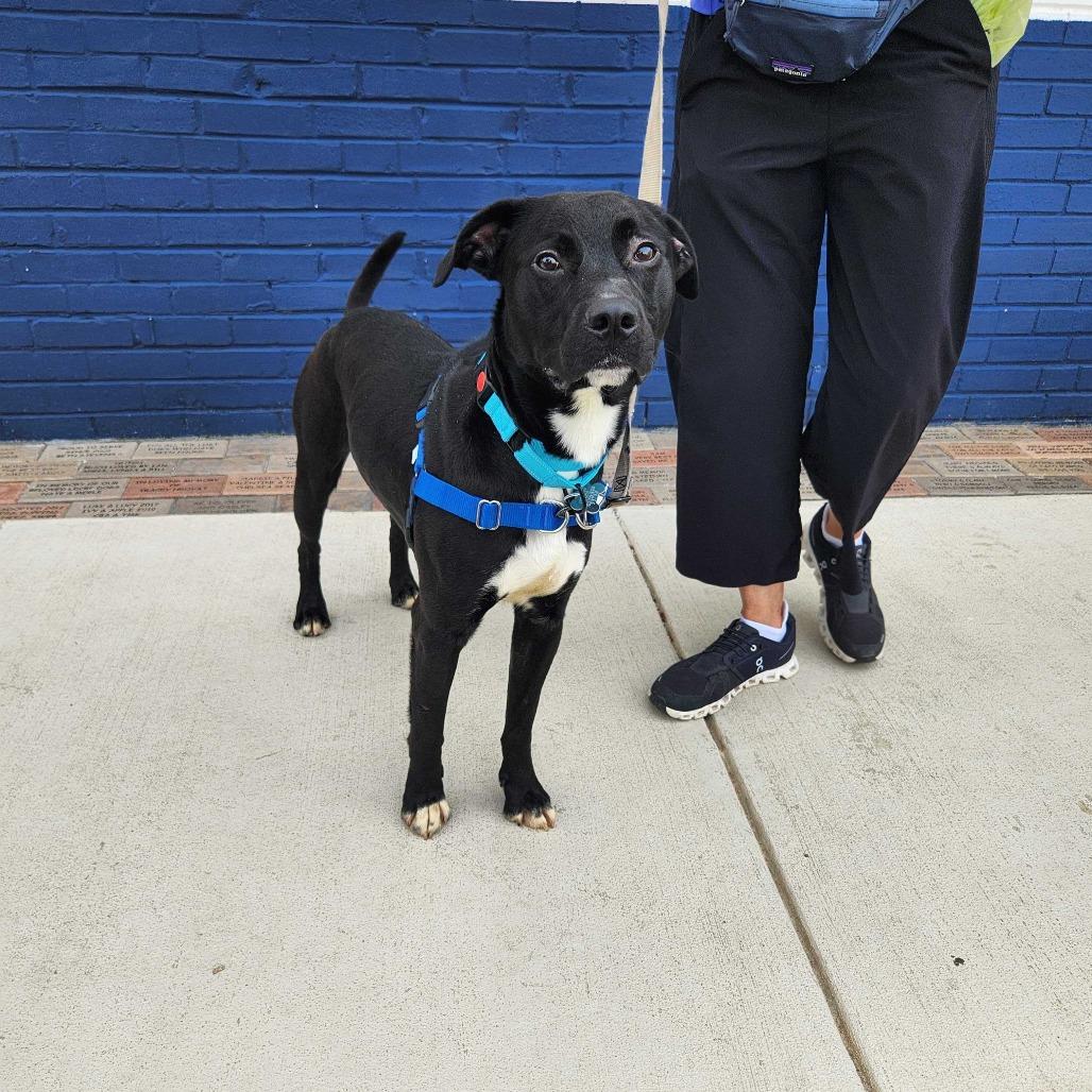 Enlarge Buddy, a Adoptable mixed breed in Falls Church, VA image 6/6