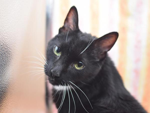 Rothbart, Adoptable, Senior Male Domestic Short Hair.