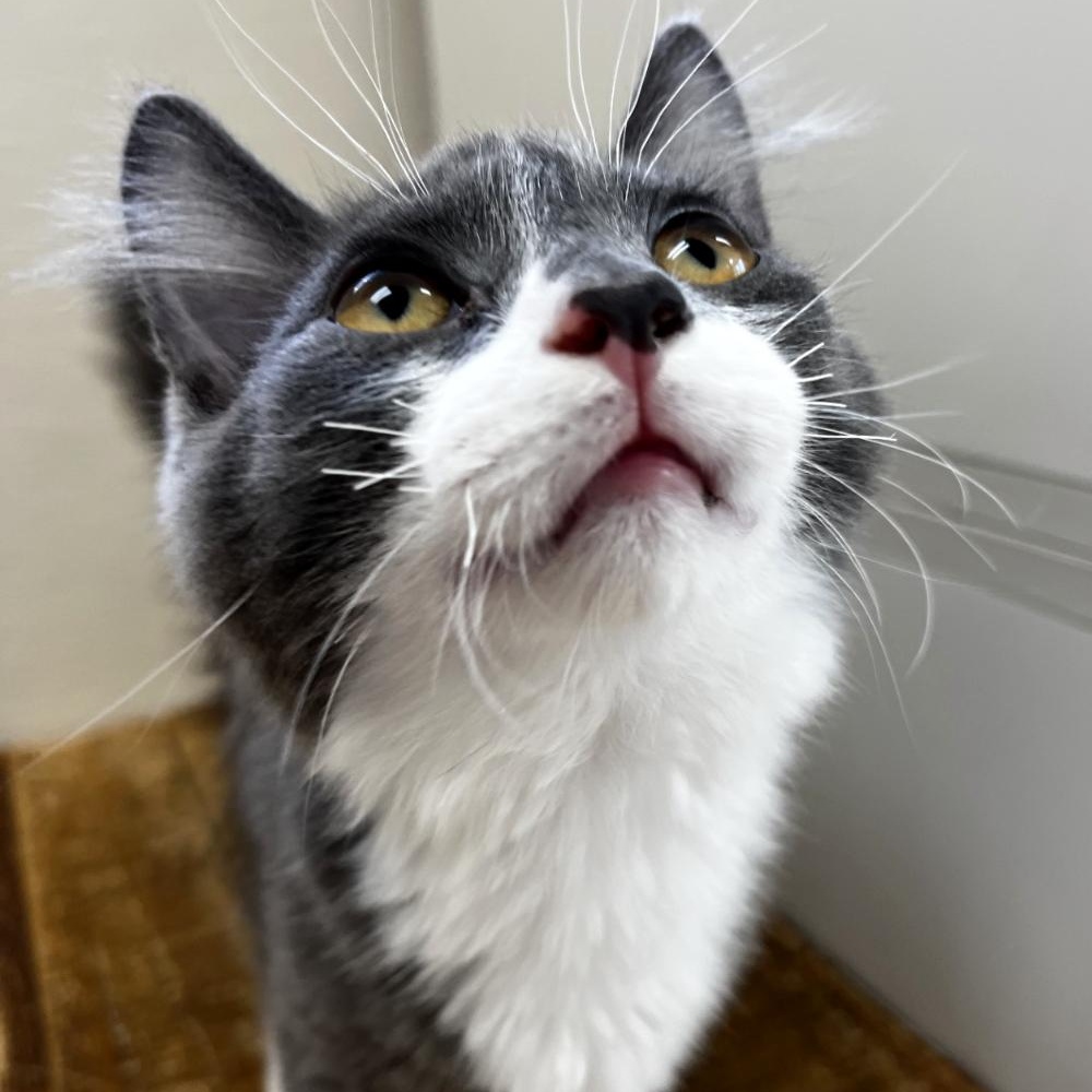 Gandalf
