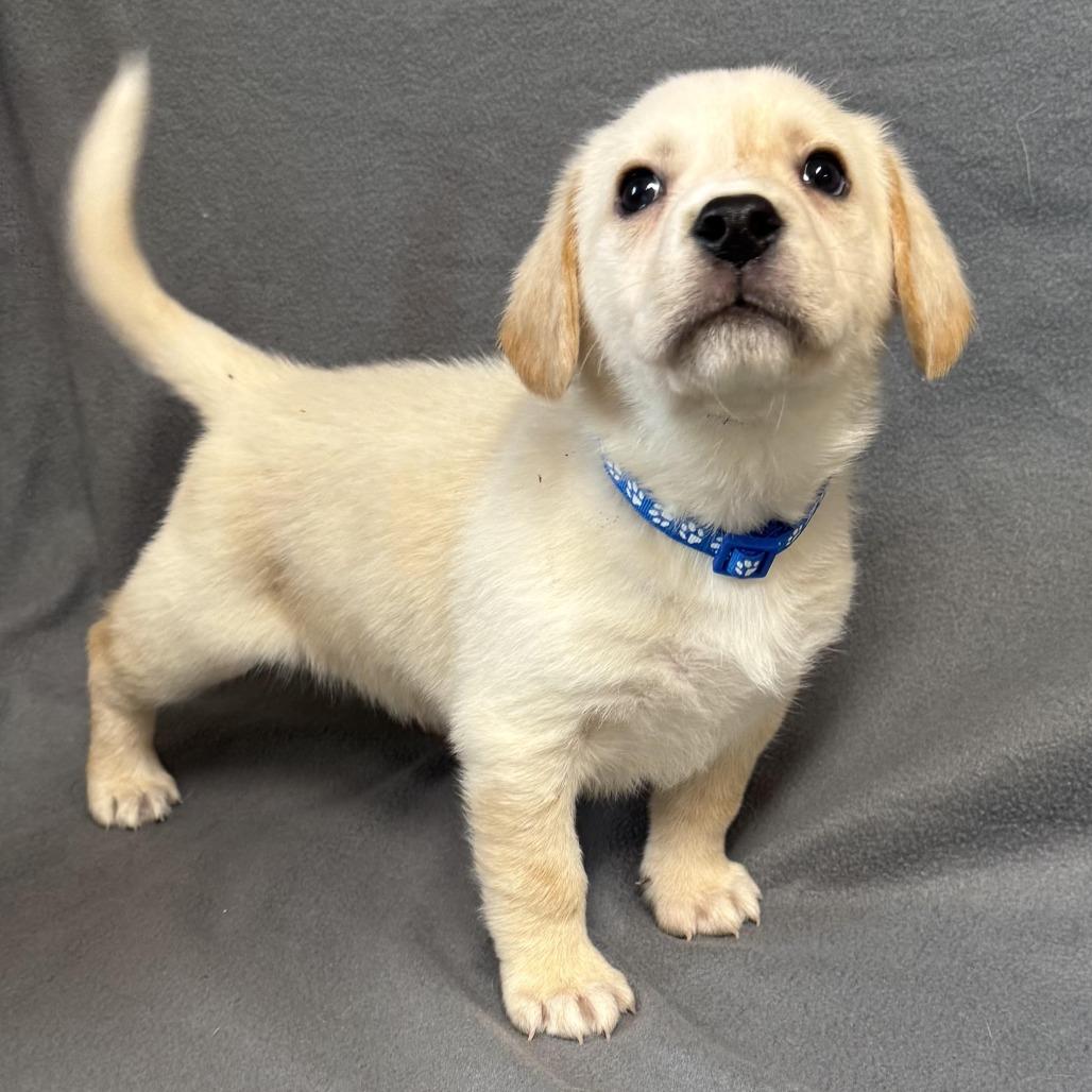 Enlarge D26-007, a Adoptable mixed breed in Elbow Lake, MN image 1/1