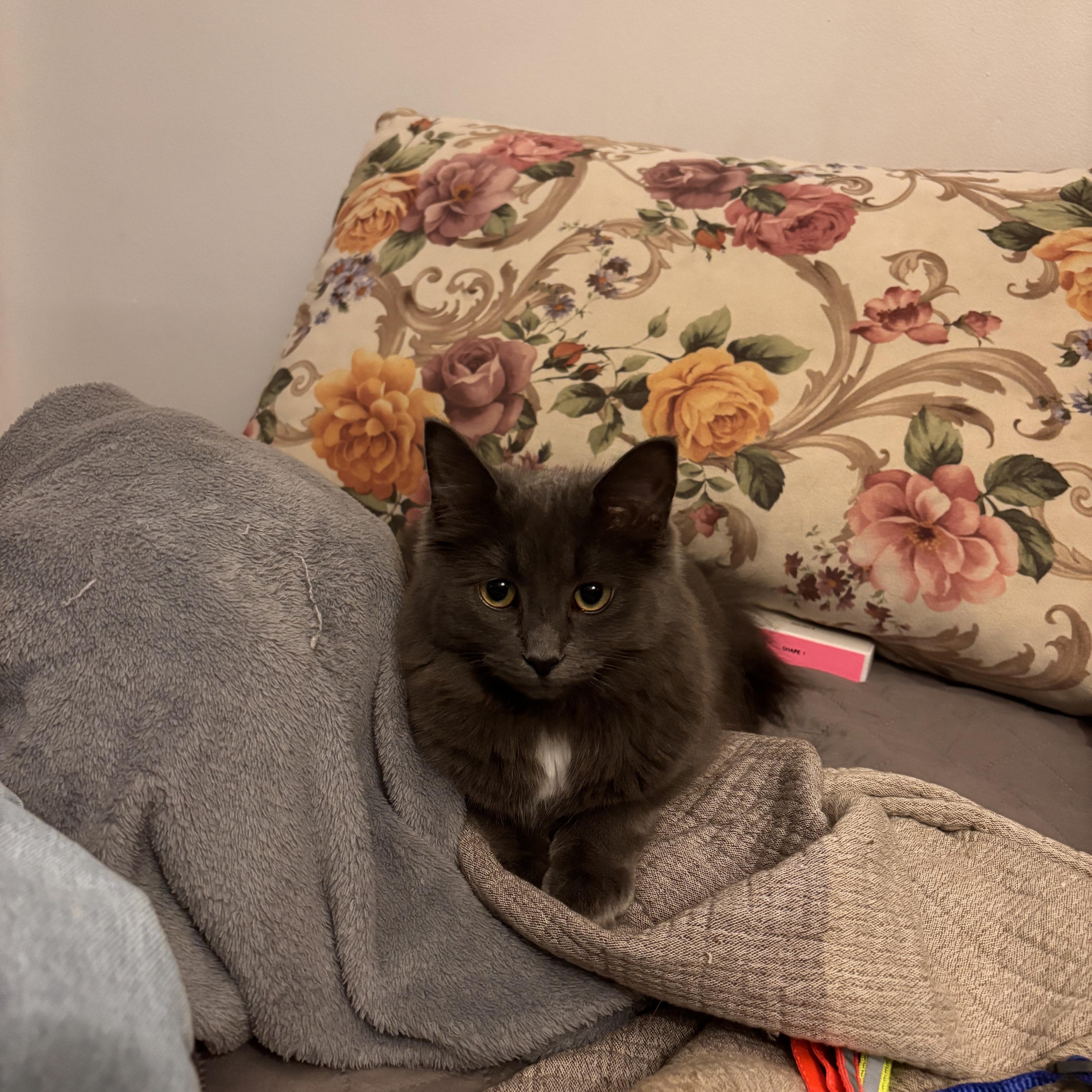 Enlarge Lottie *MUST BE ADOPTED AS A BUDDY CAT*, an adopted Domestic Long Hair in Toronto, ON image 5/6